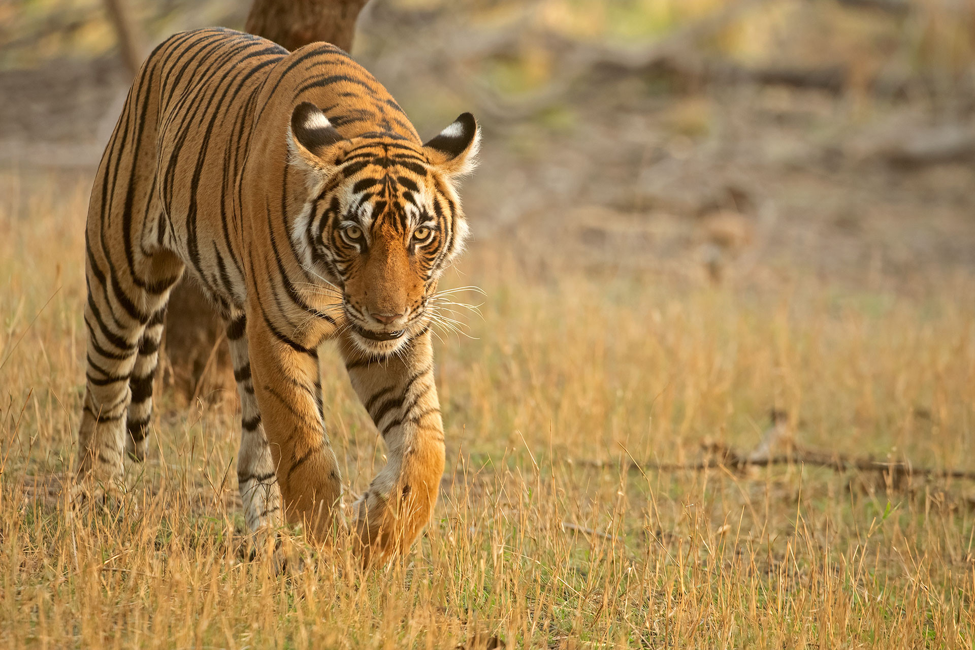      ADS            | Nature Infocus