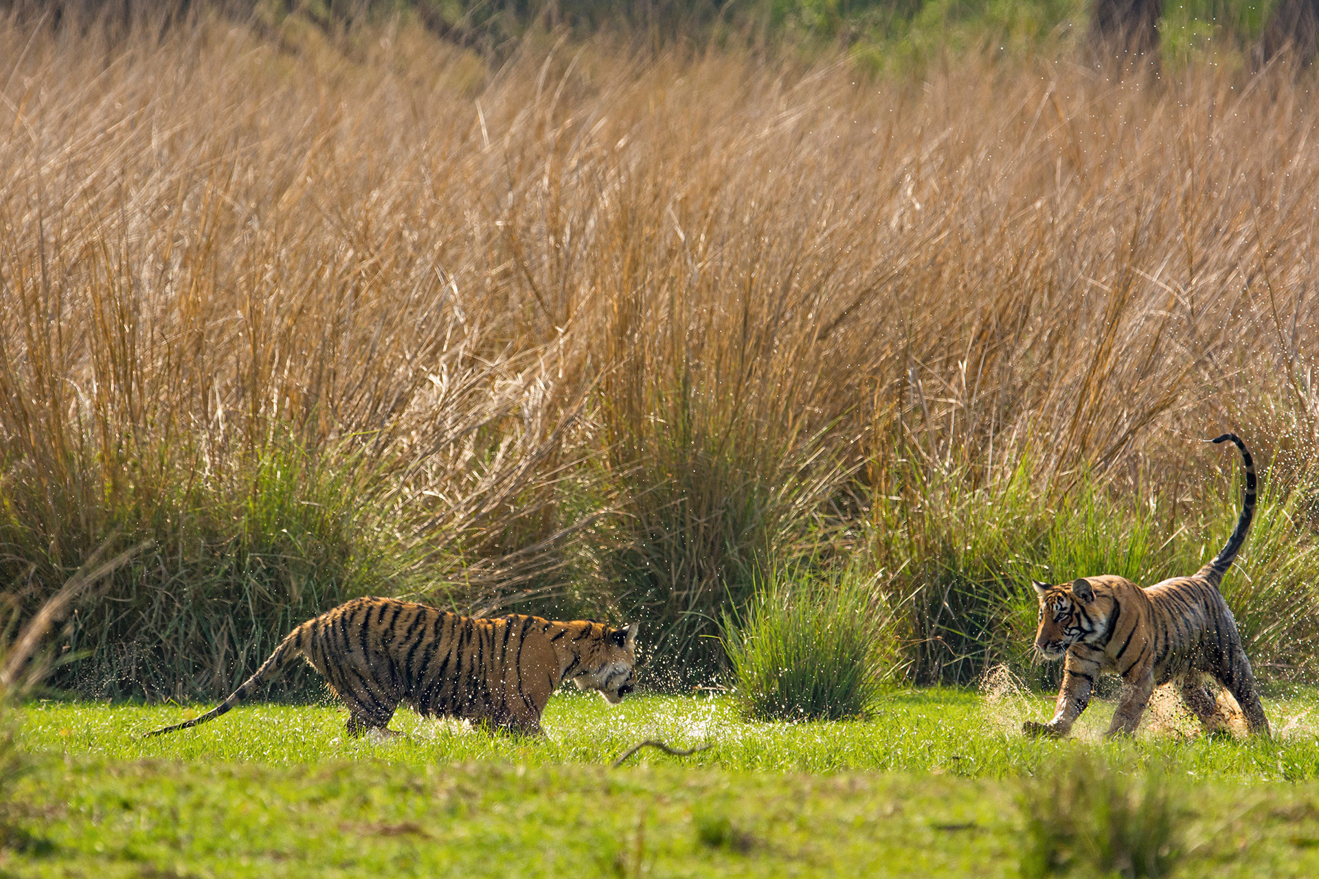 Ads - A Splash Of Tiger Stripes | Nature inFocus
