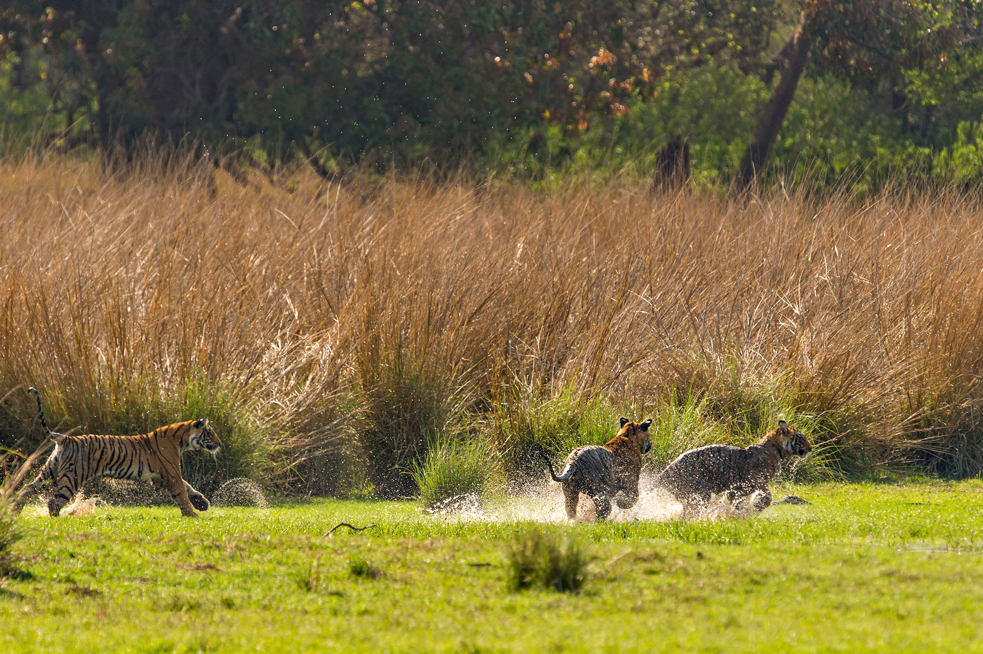 Ads - A Splash Of Tiger Stripes | Nature inFocus