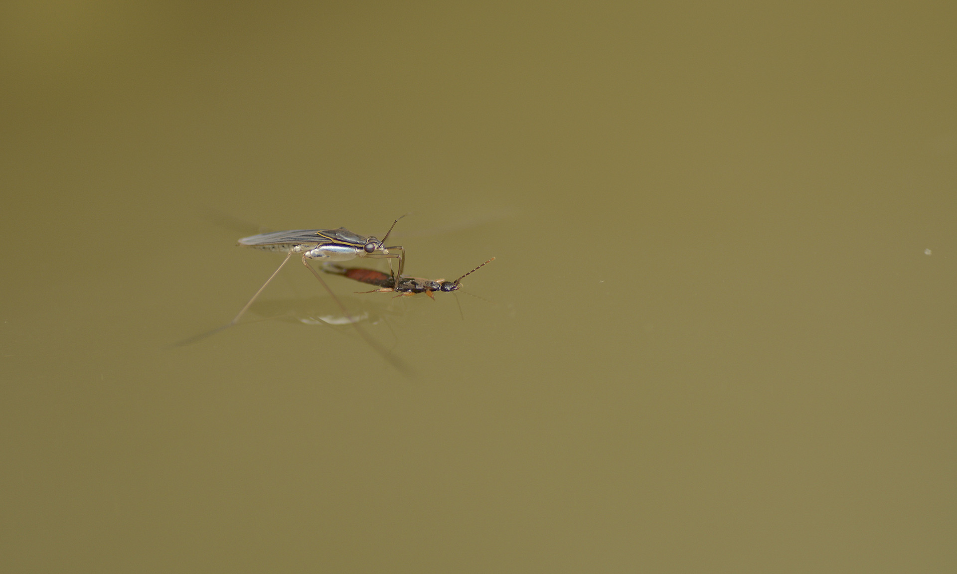 Adult water strider - Monsoon Macro Diaries | Nature inFocus