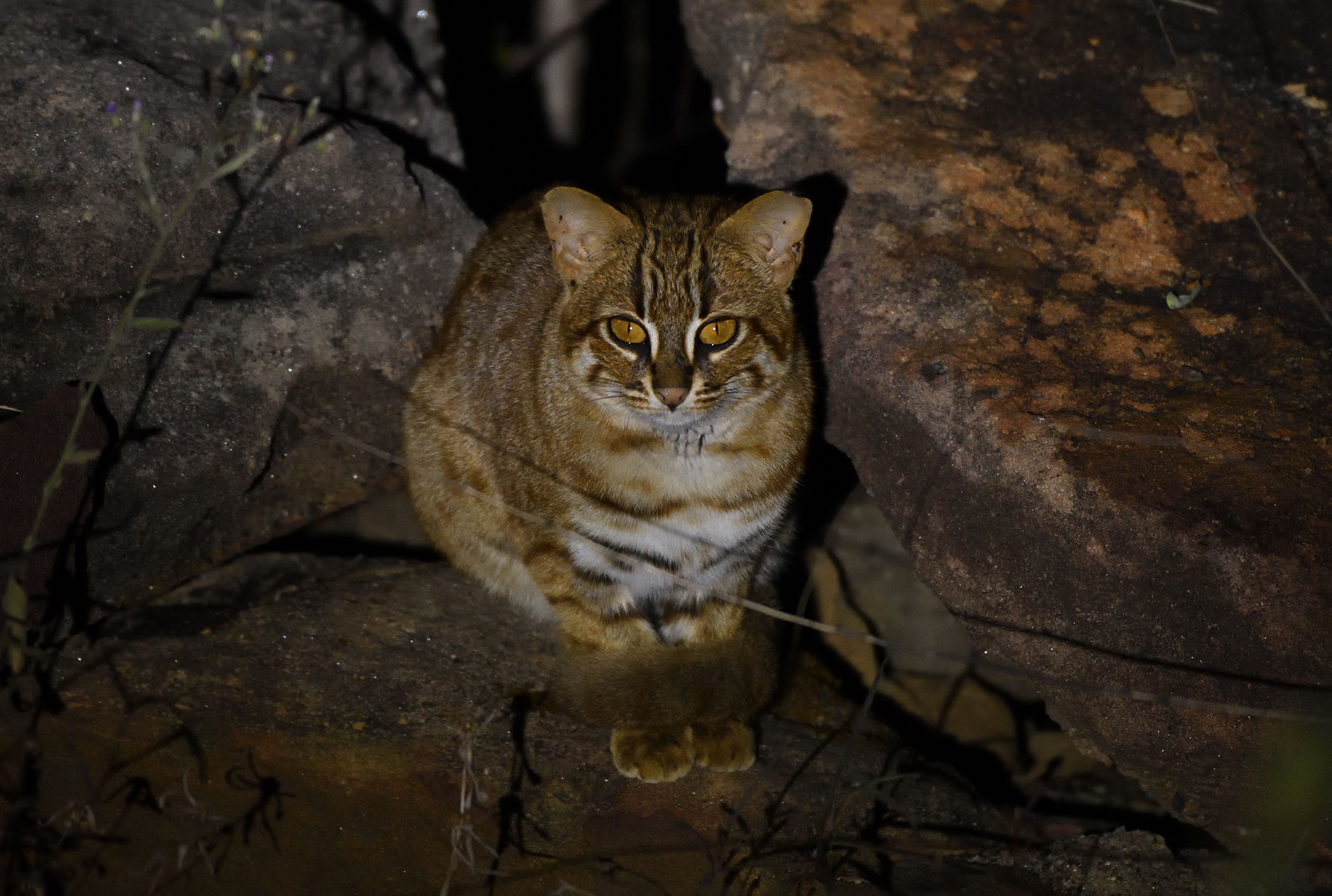      AG rusty spotted cat          | Nature Infocus