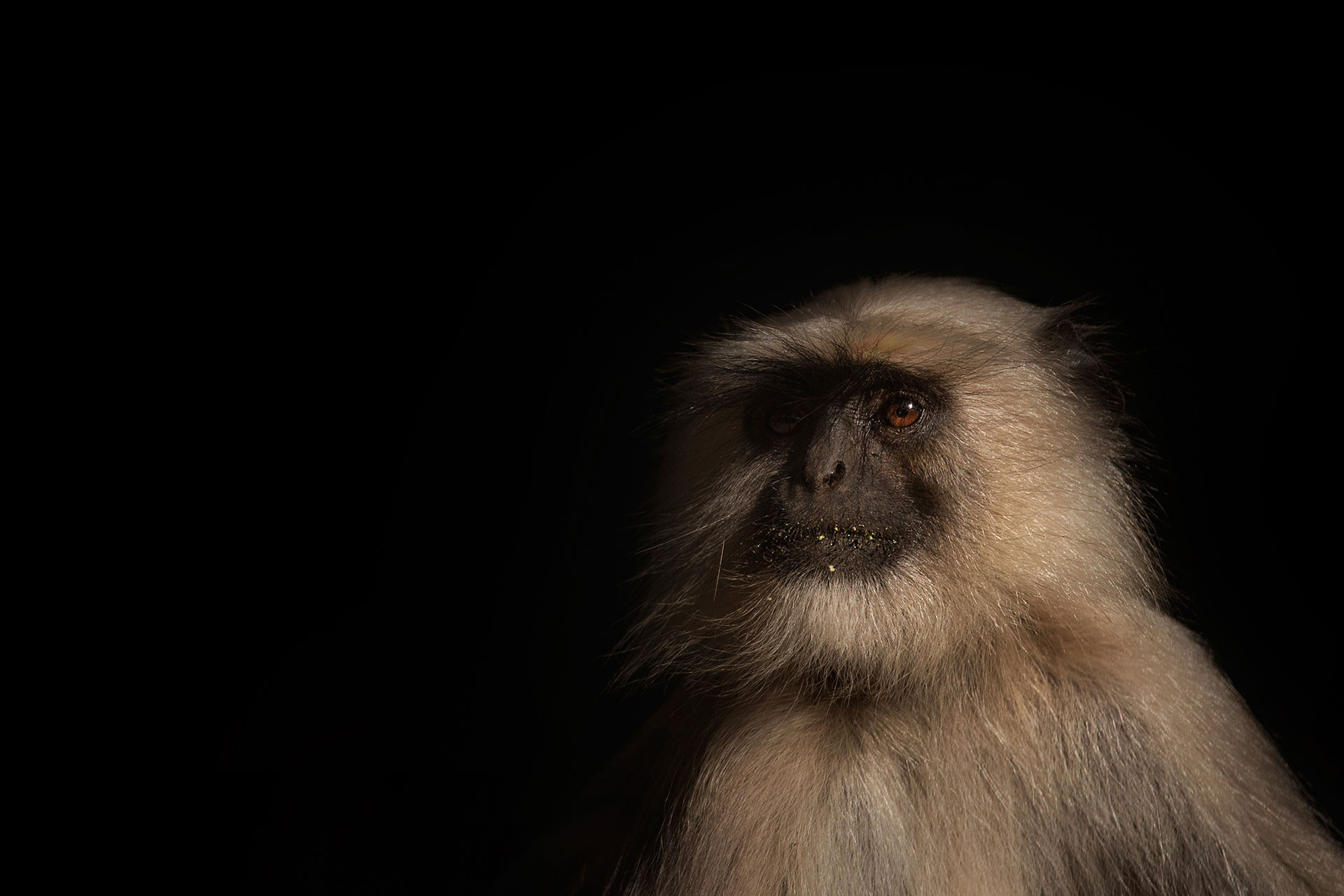 Grey Langur at Bandhavgarh National Park