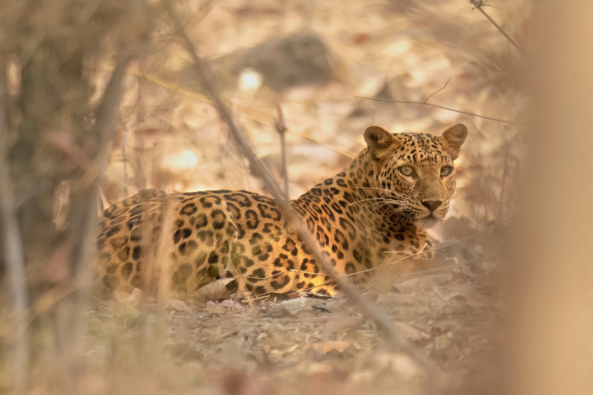 Leopard in Bandhavgarh National Park