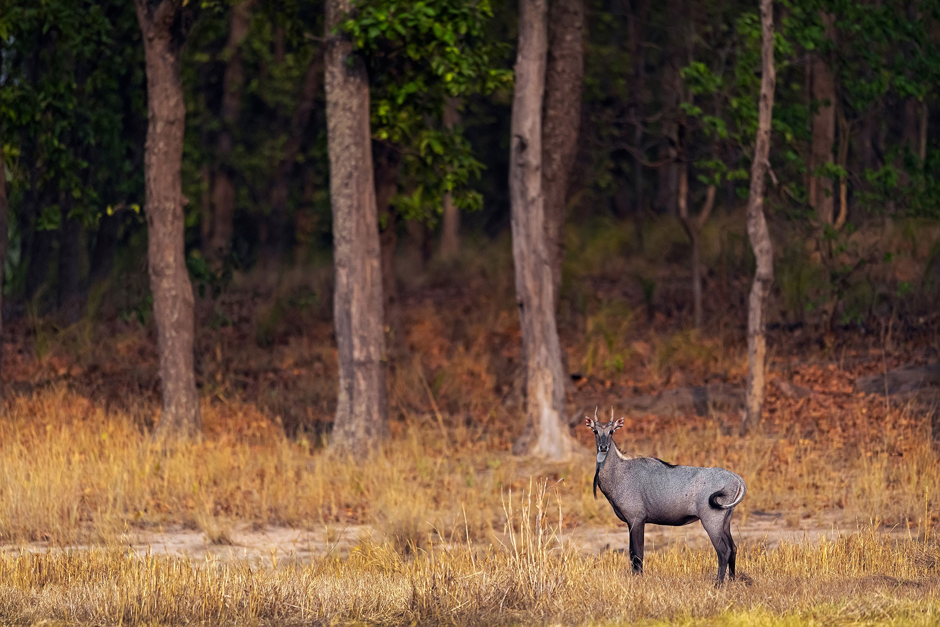 Nilgai or blue bull in Bandhavgarh National Park