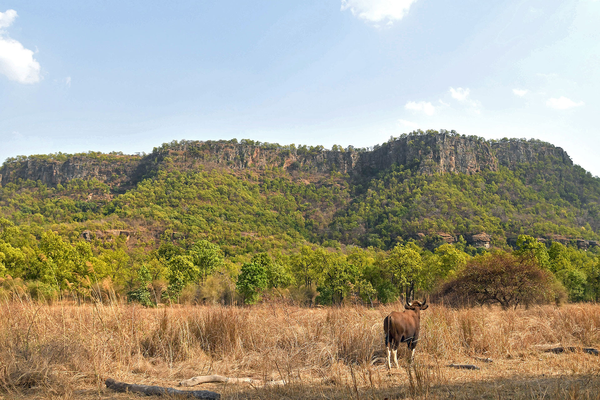 Indian Gaur in Bandhavgarh National Park