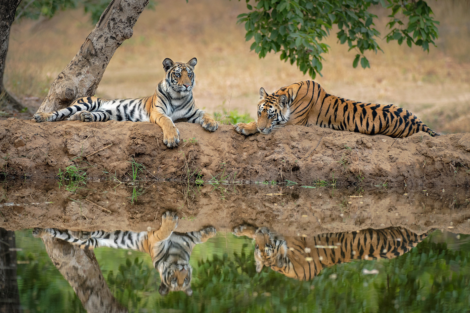 Agd nif dsc - Bandhavgarh Through A Lens | Nature inFocus