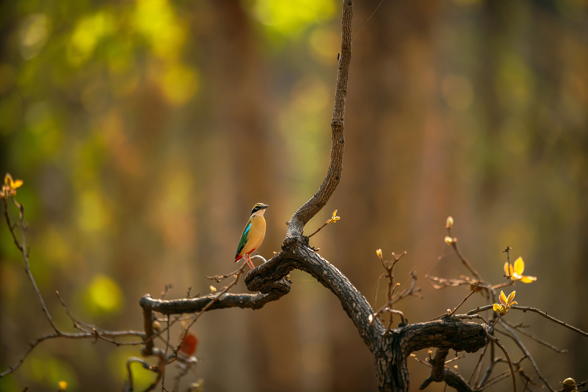 Indian Pitta at Bandhavgarh National Park