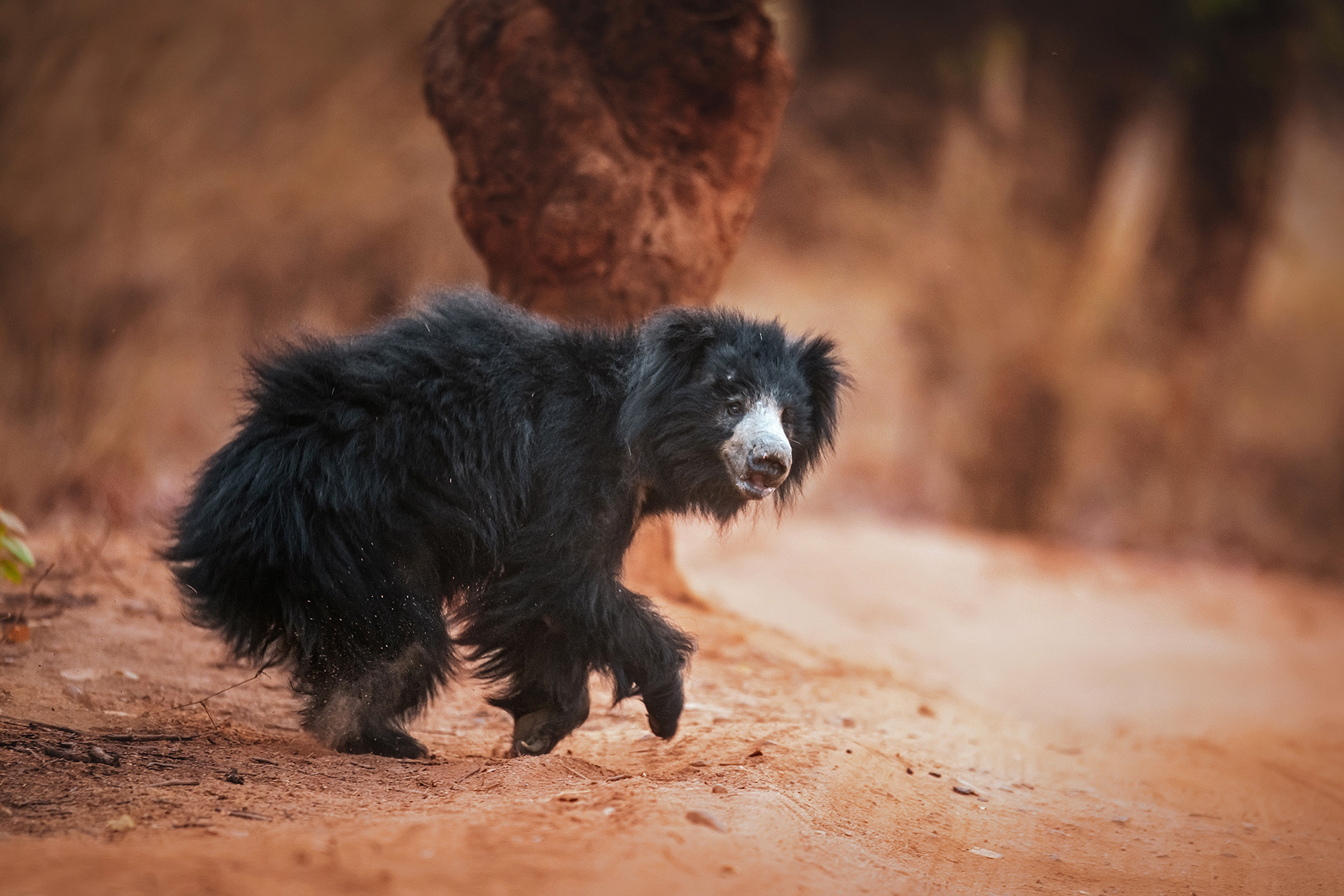 Sloth Bear in Bandhavgarh National Park