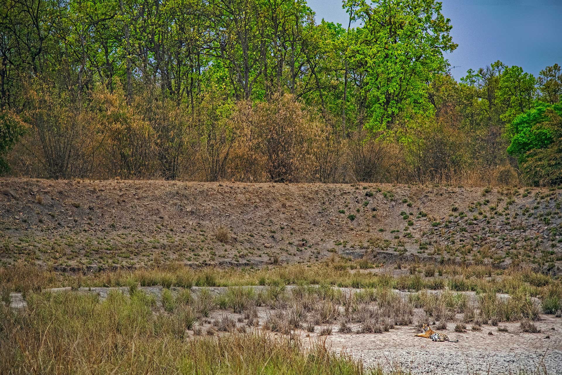 Sal trees and tiger in Bandhavgarh National Park