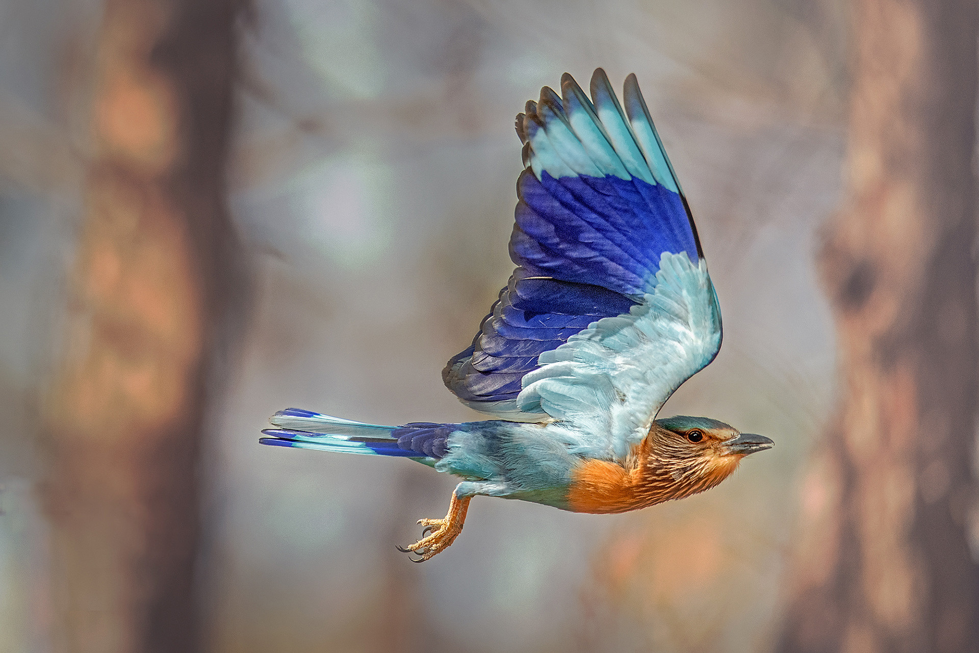 Indian Roller at Bandhavgarh National Park