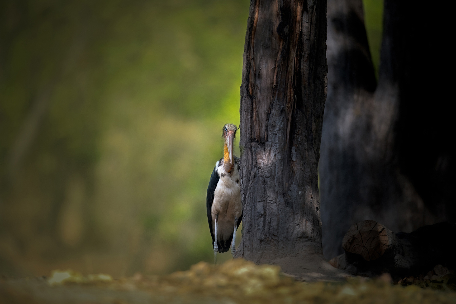 Lesser Adjutant Stork in Bandhavgarh National Park