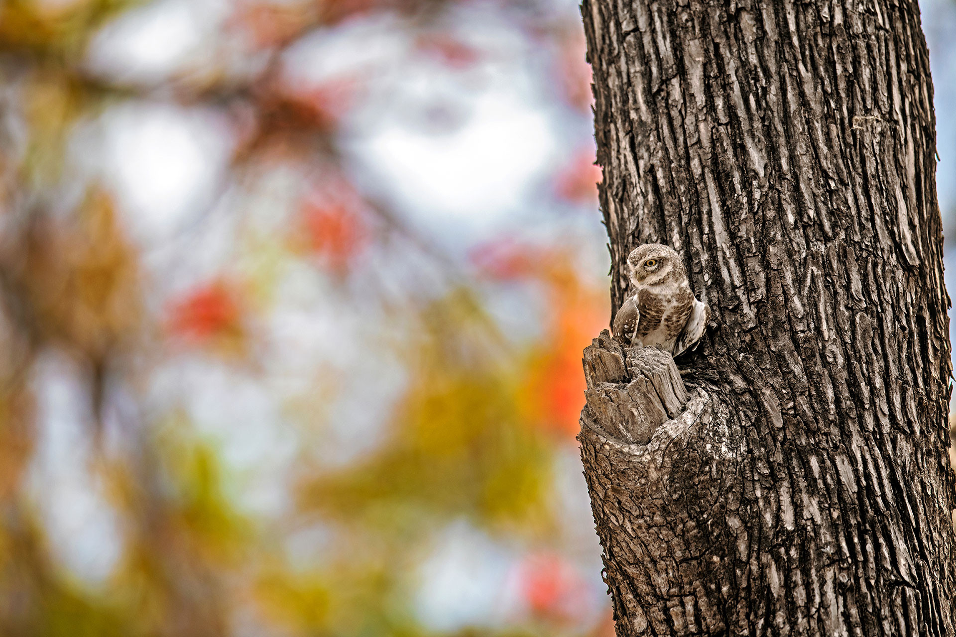 Spotted Owlet in Bandhavgarh National Park