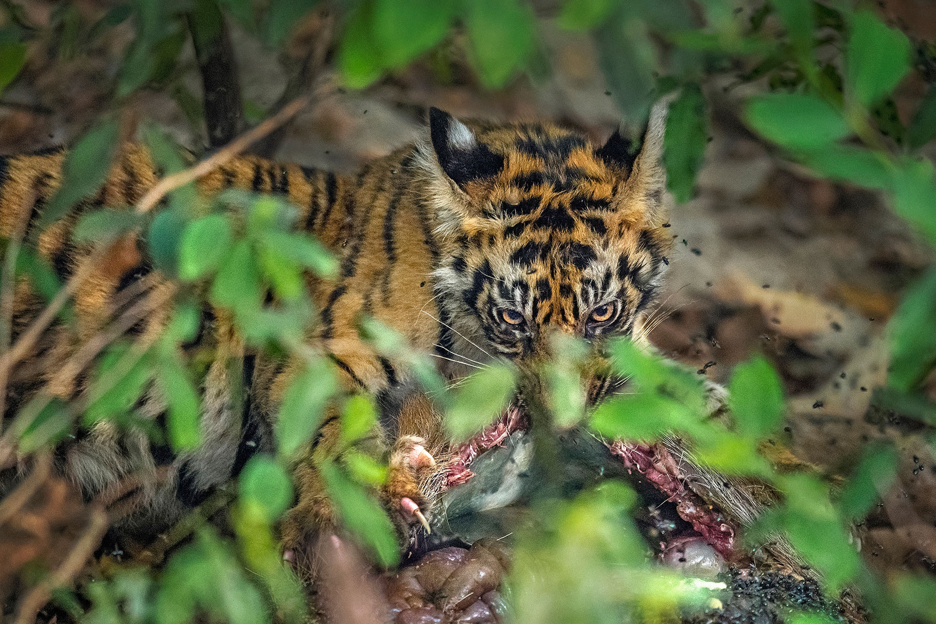Agd nif dsc - Bandhavgarh Through A Lens | Nature inFocus