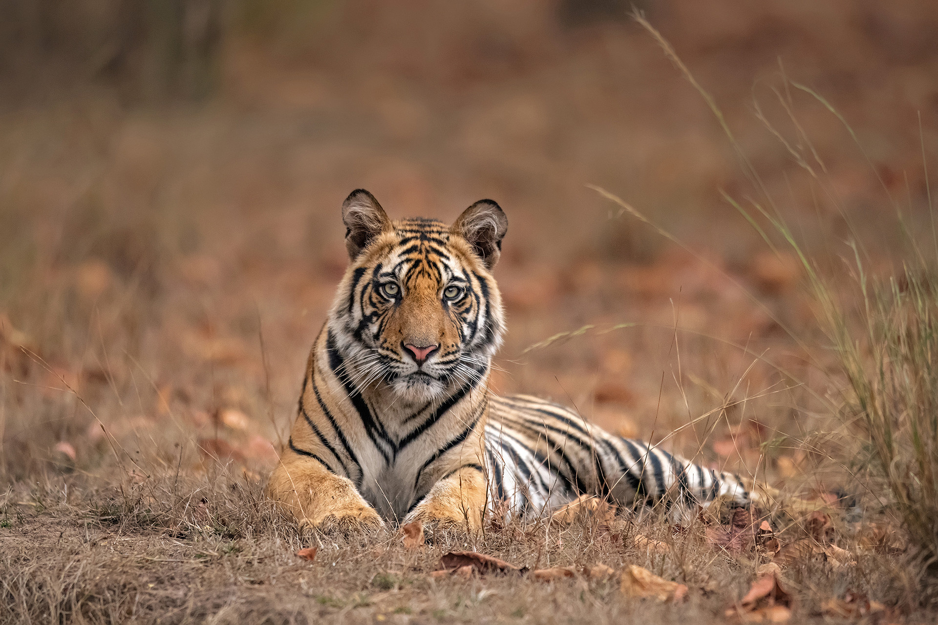 Agd nif dsc - Bandhavgarh Through A Lens | Nature inFocus