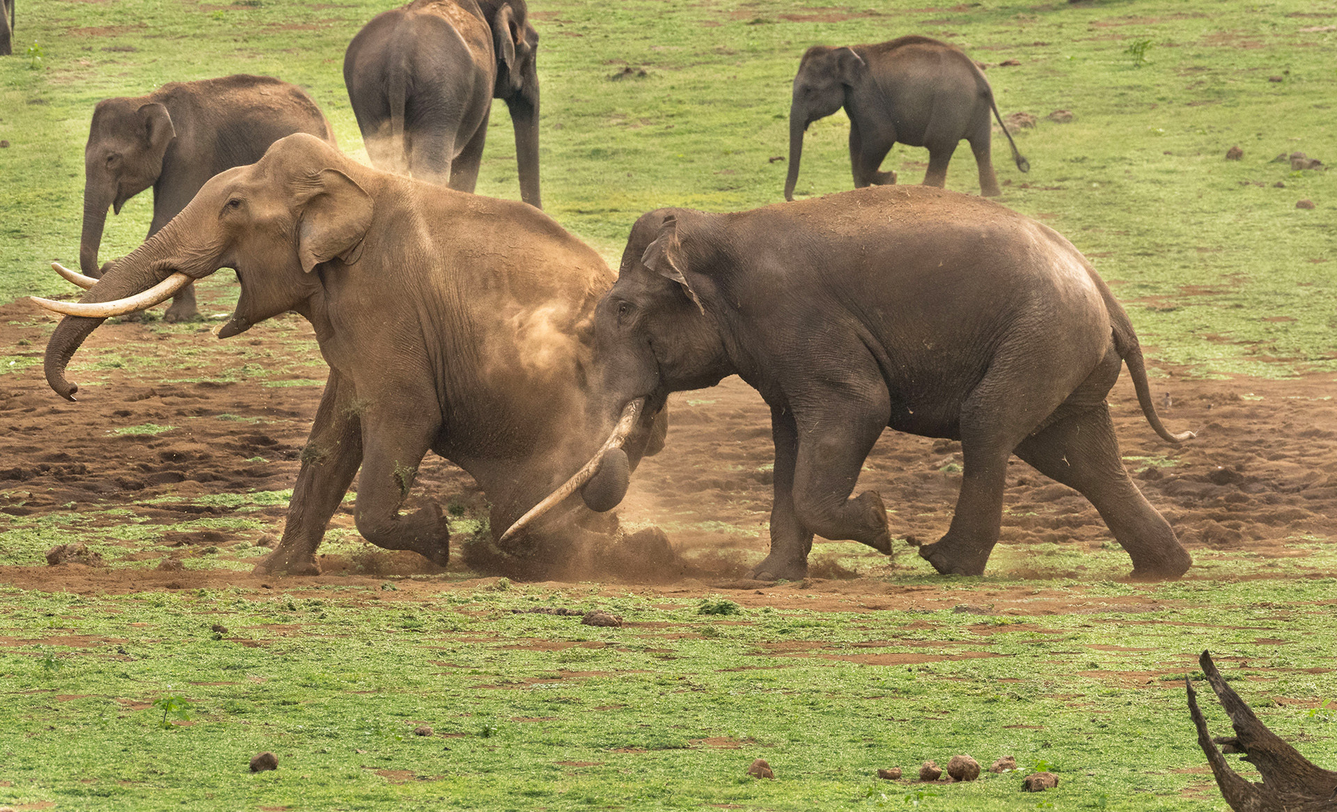 Two tusker elephants fighting in Nagarahole National Park