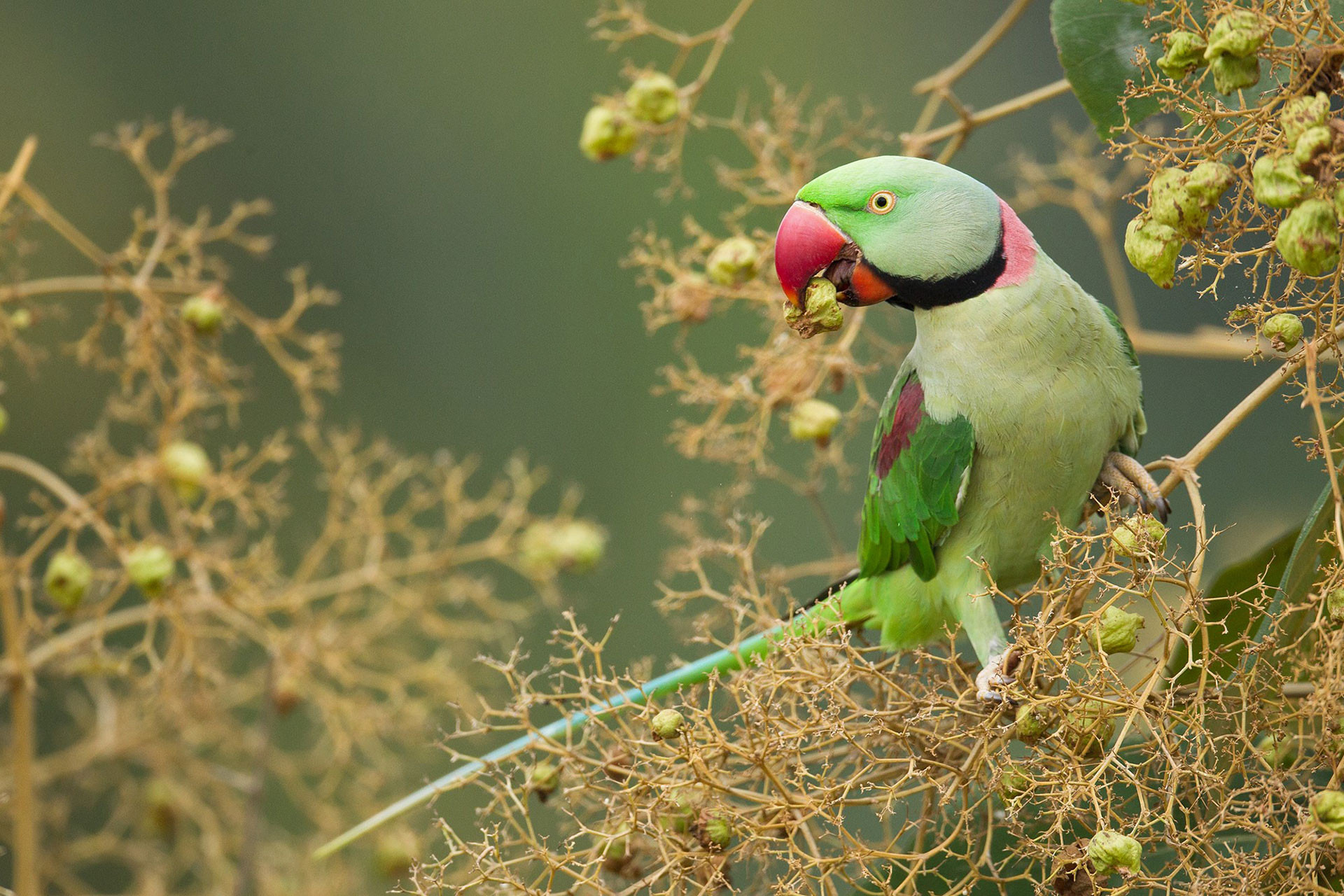 Alexandrine Parakeet Psittacula eupatria in Bangalore