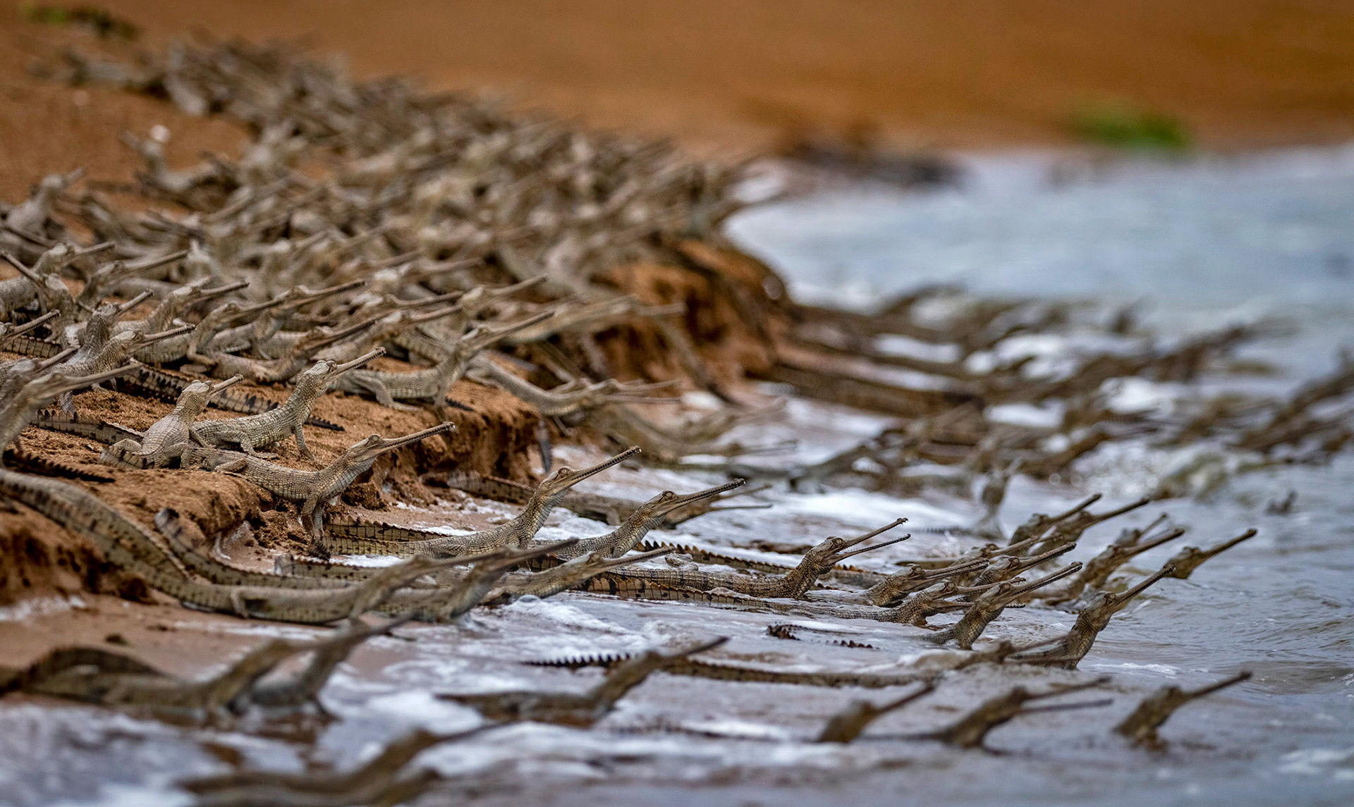 Baby gharials on the banks of River Chambal in Rajasthan
