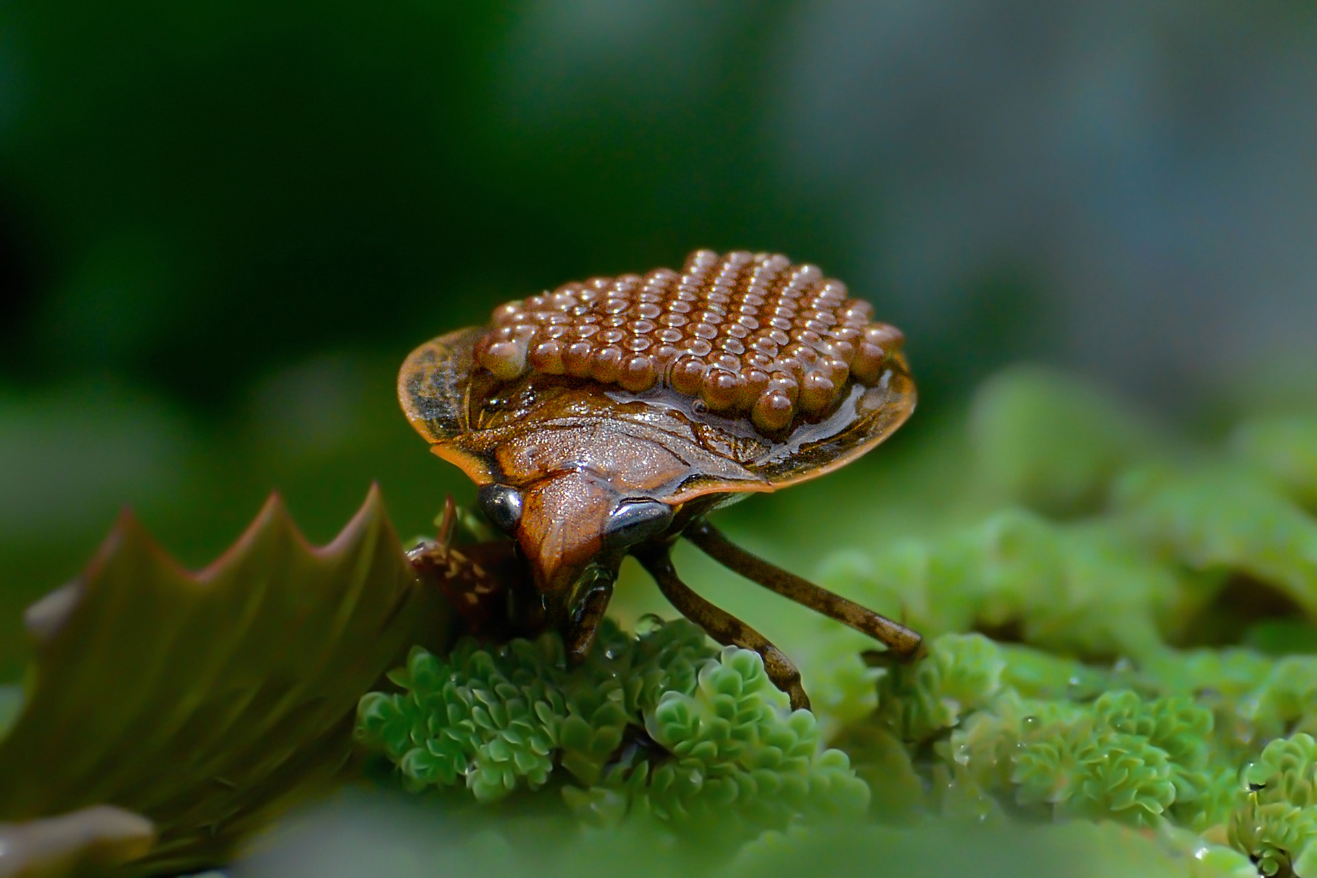 Alok kar - Top 20 Hive Photographs Of 2020 | Nature inFocus