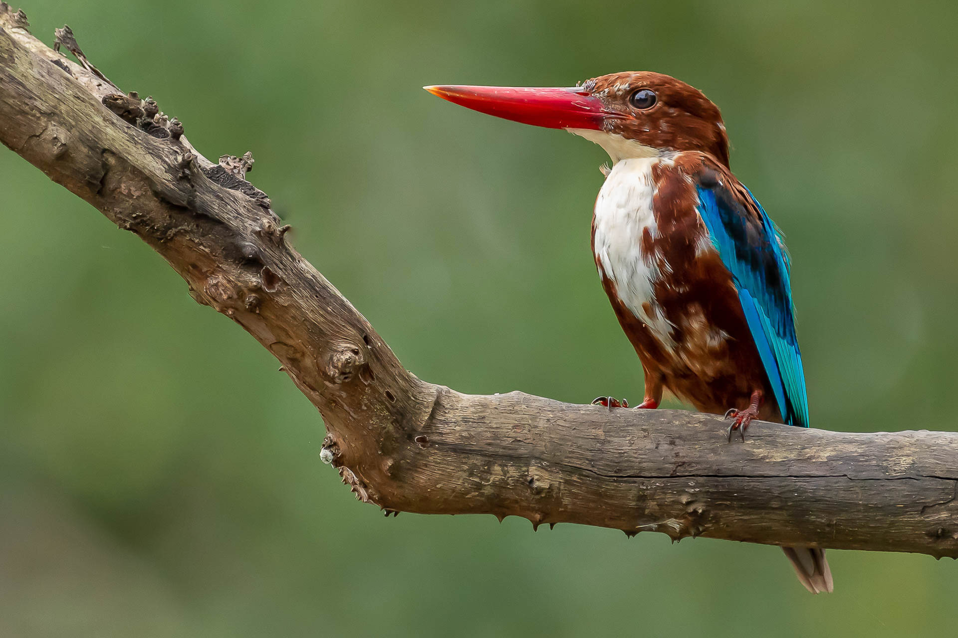 White-throated Kingfisher or White breasted Kingfisher