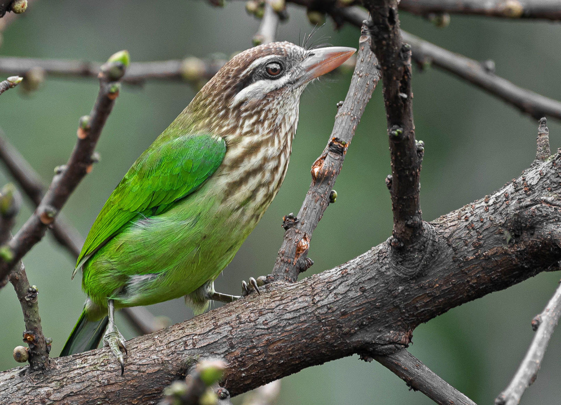 White-cheeked Barbet or Small Green Barbet