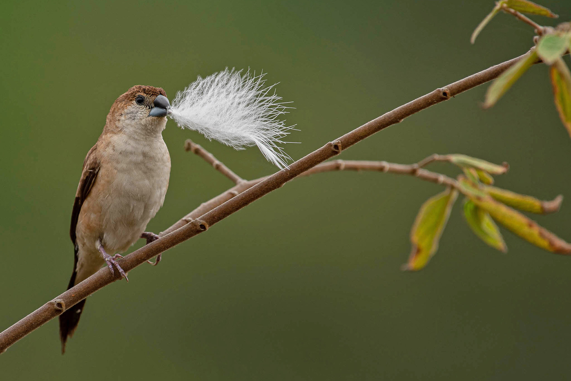 Indian Silverbill or White-throated Munia