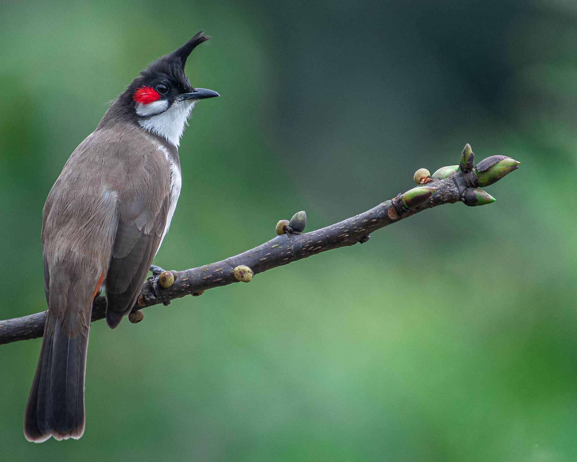 Red-whiskered Bulbul Pycnonotus jocosus