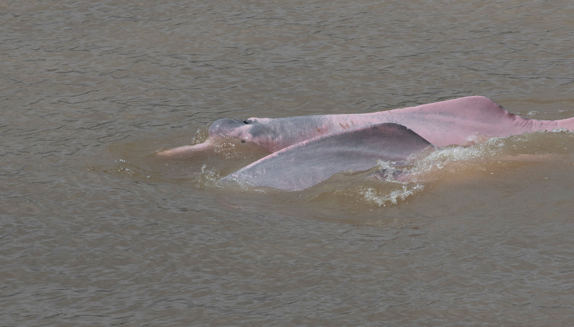 Endangered Amazon River Dolphin