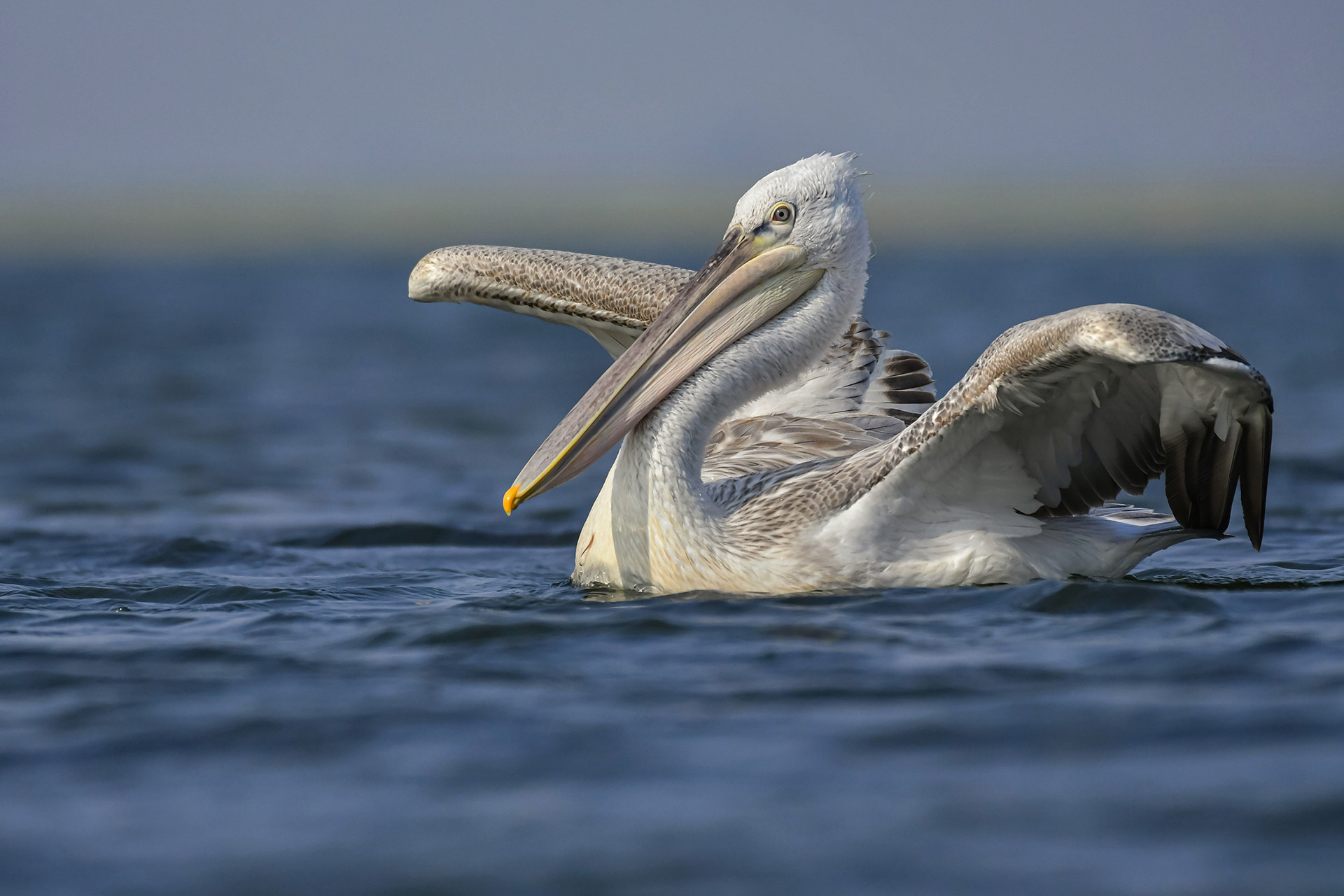 Dalmatian Pelican in Nalsarovar Bird Sanctuary