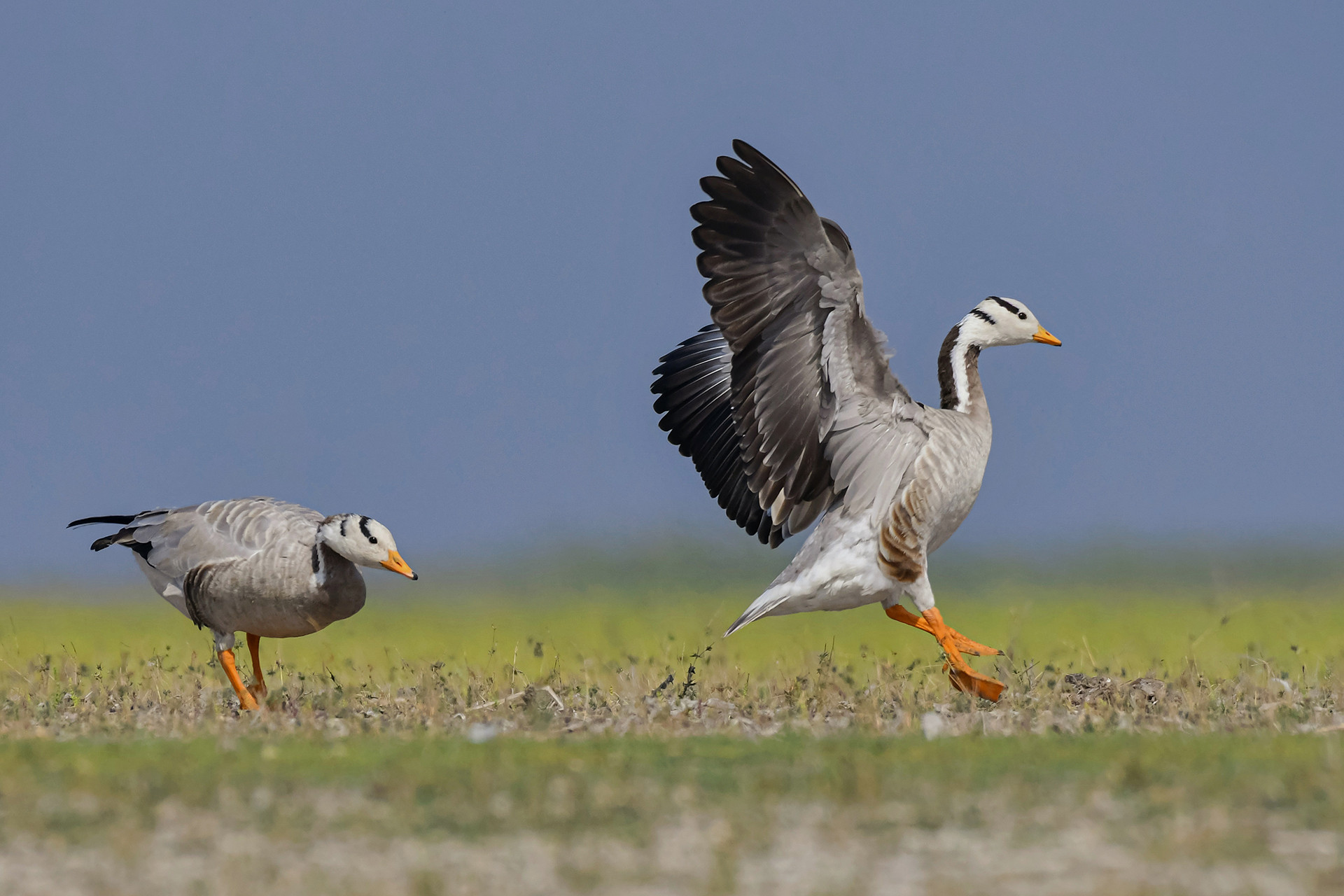 Bar-headed Geese Anser indicus