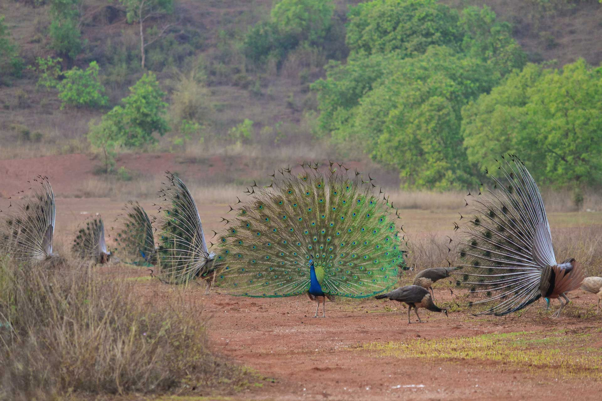 A pride of courting peacocks and peahens