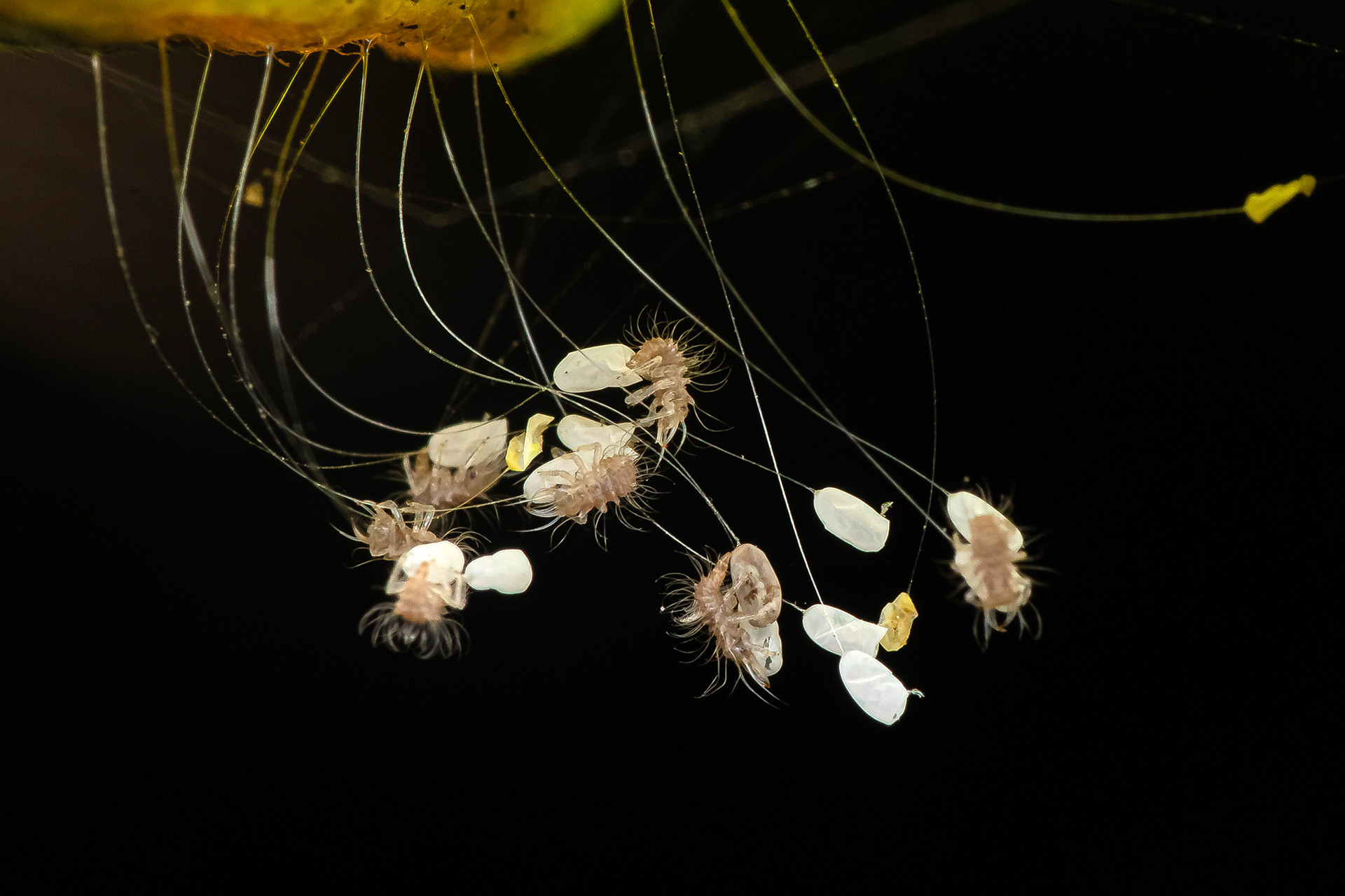 lacewing larvae
