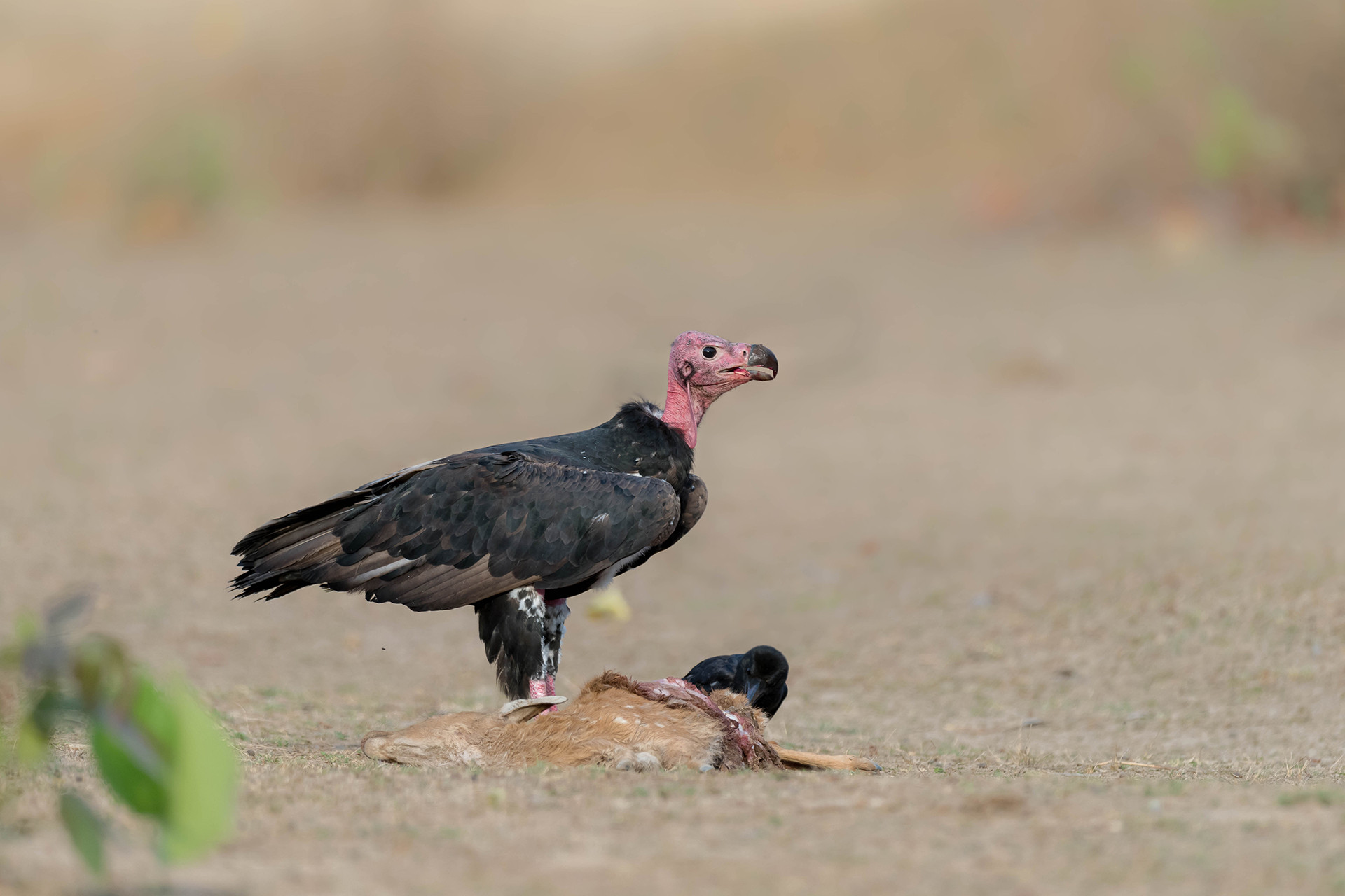 Red-headed Vulture or Asian King Vulture Sarcogyps calvus