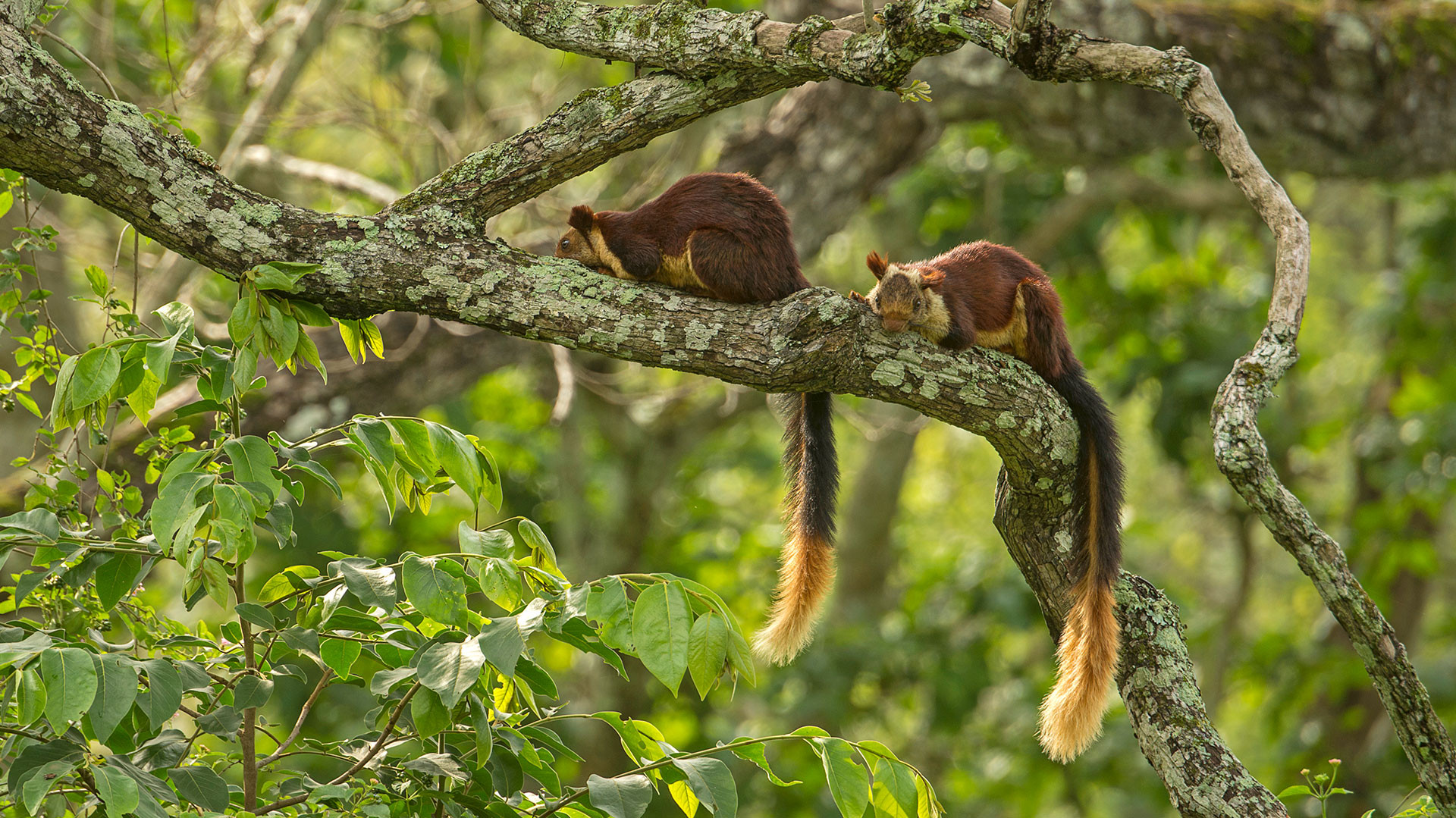Malabar Giant Squirrels on a tree in nagarahole national park karnataka