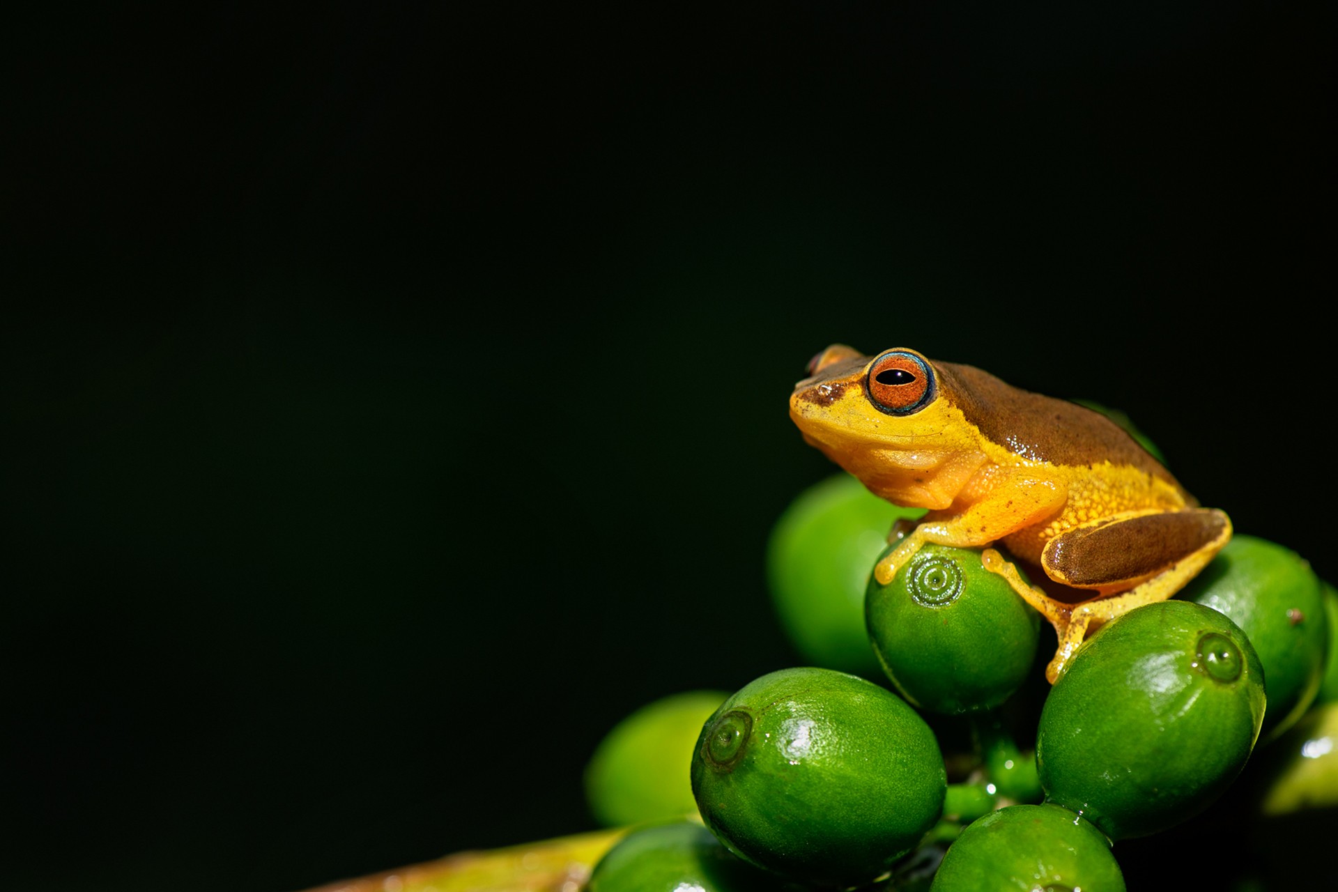 Anagha mohan - Macro | Nature inFocus