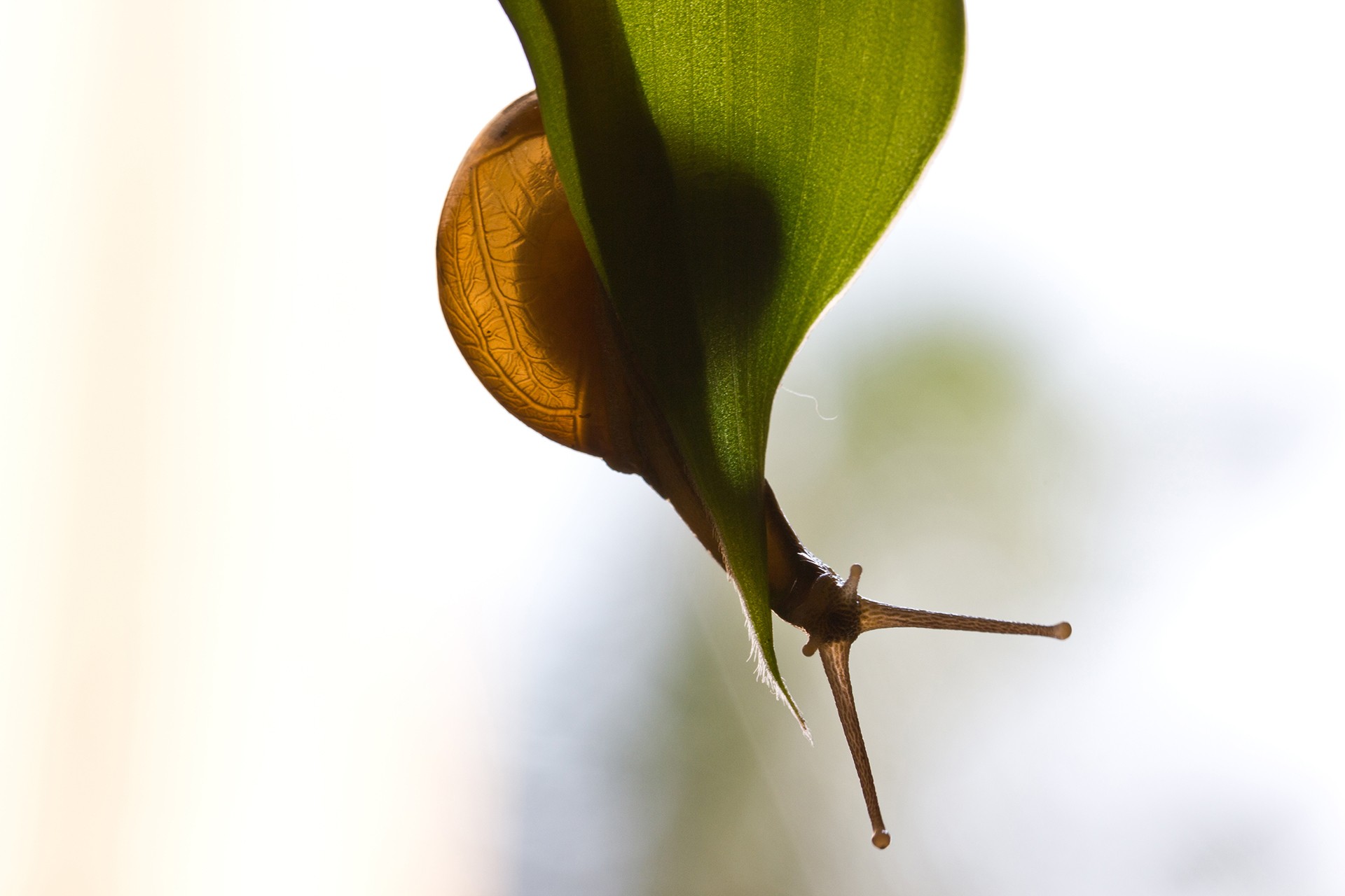Ananth kamat - Macro | Nature inFocus