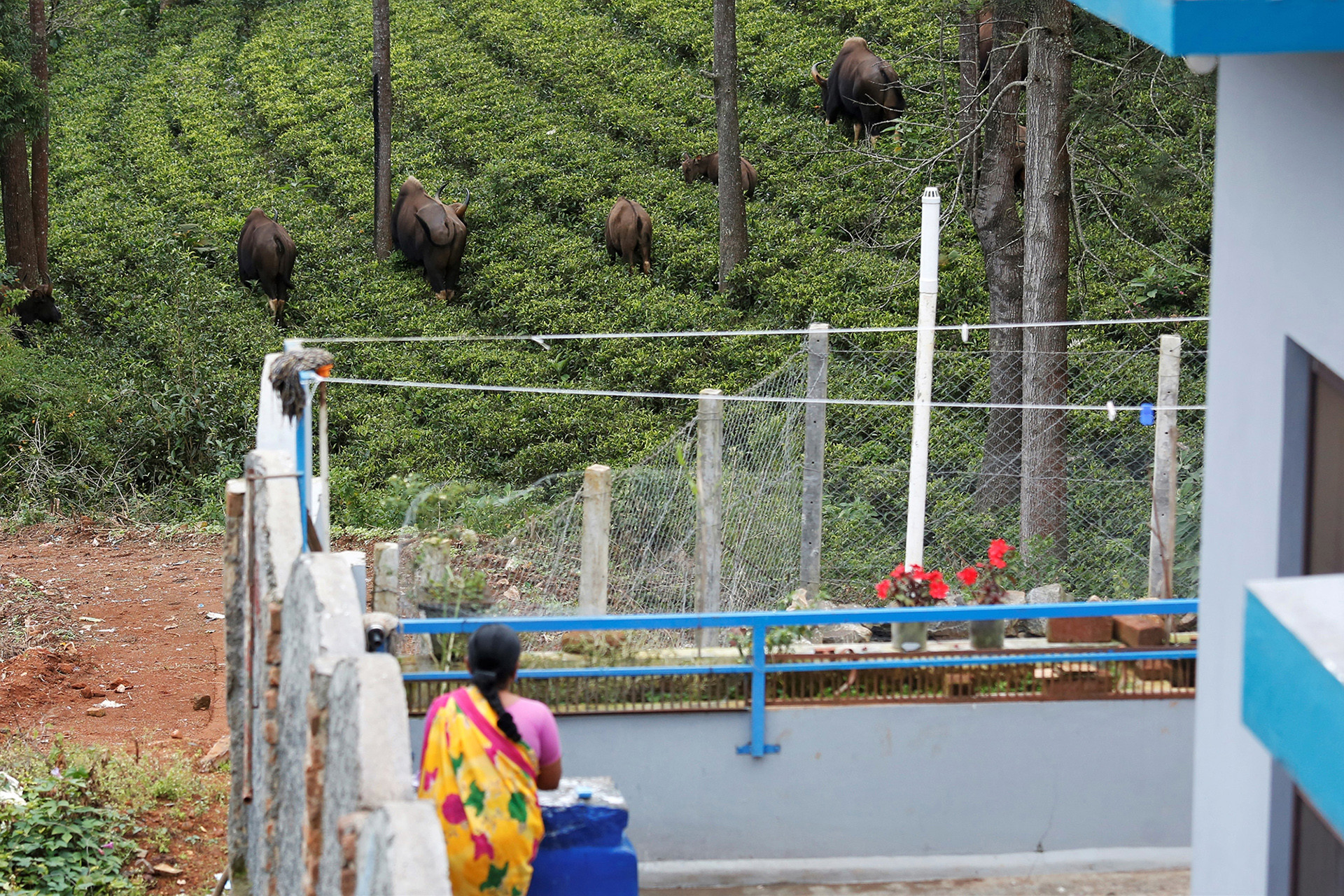 Anc - The Timid Indian Gaur Is Taking To Towns In South India | Nature inFocus