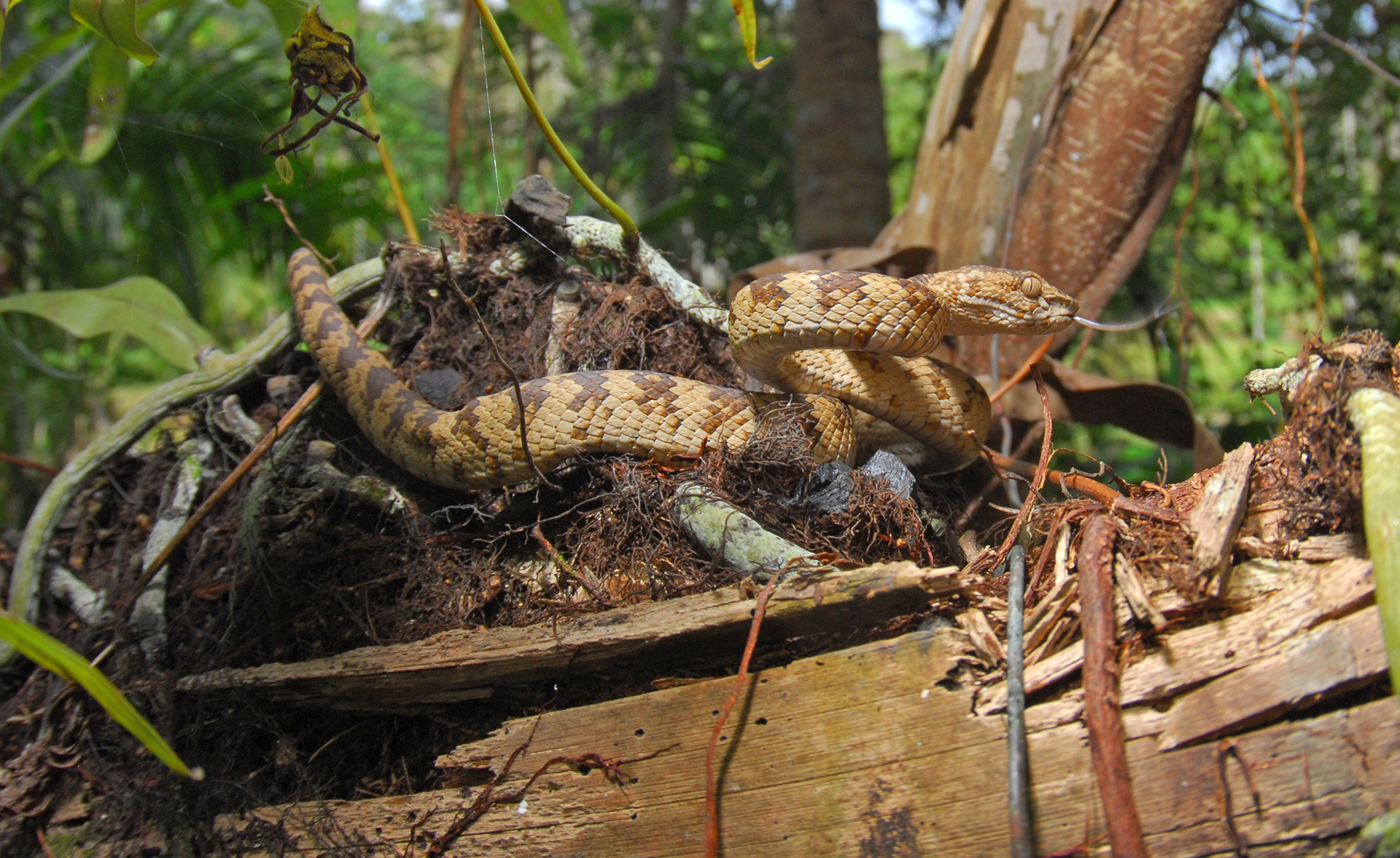 Andaman Pit Viper Trimeresurus andersonii