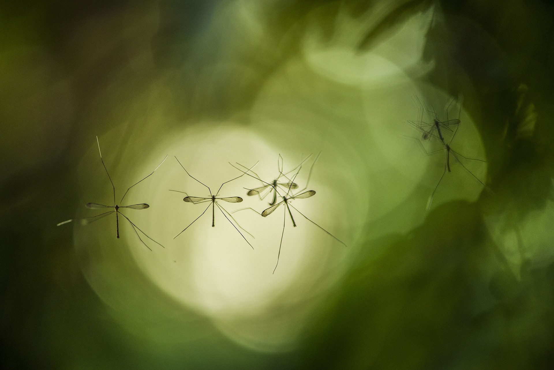 Aniket thopate - Macro | Nature inFocus