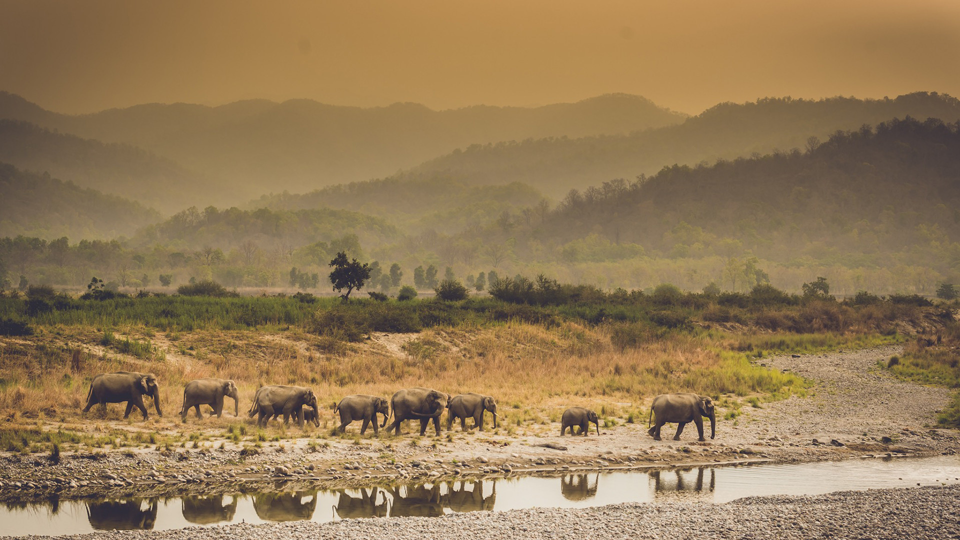A herd of elephants on the banks of the Ramganga River in Corbett