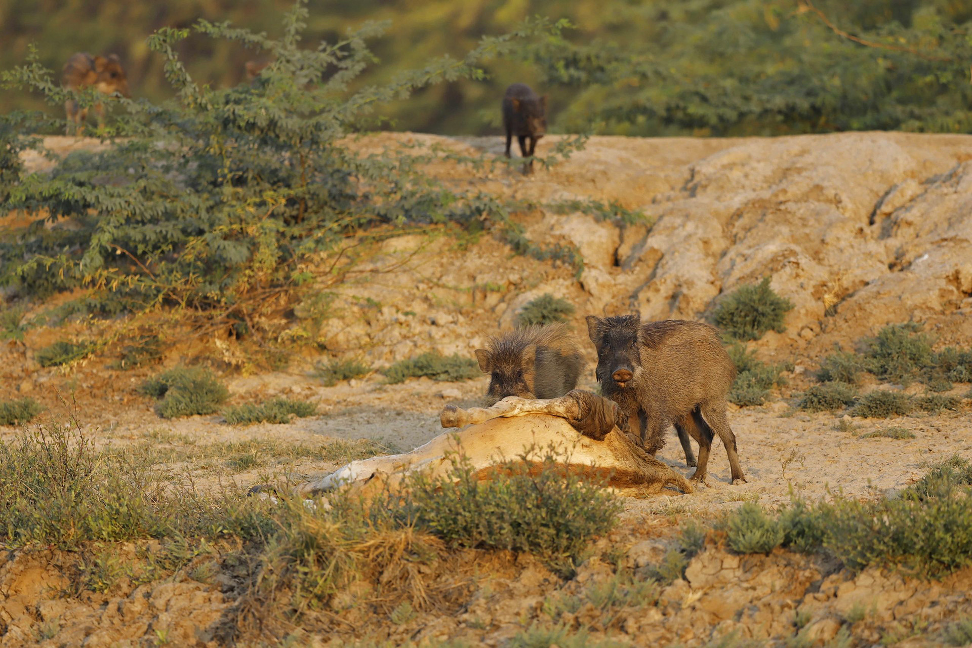 Wild Boars feeding on a dead Indian Wild Ass