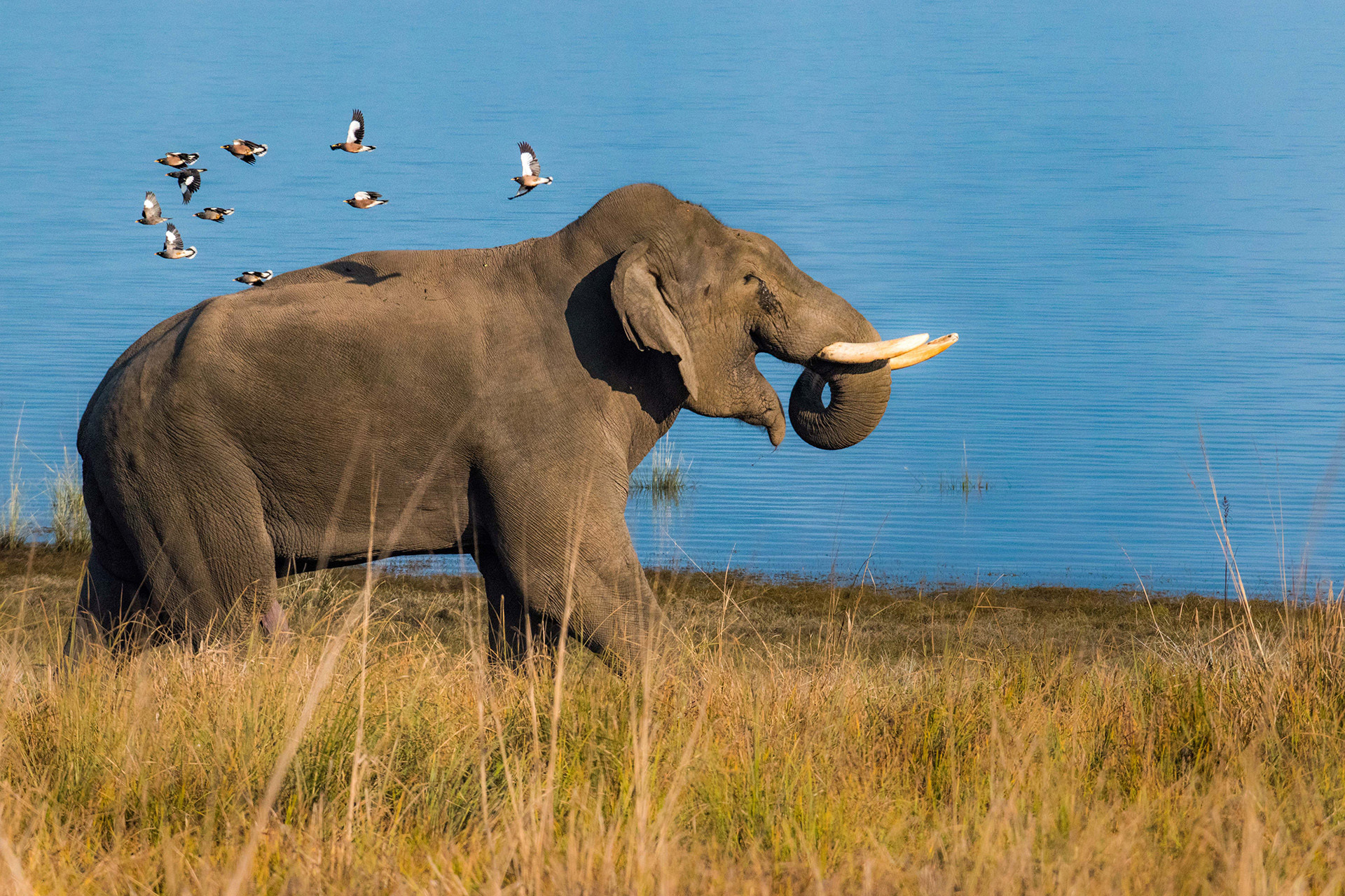 A tusker elephant feeding near River Ramganga in Corbett National Park