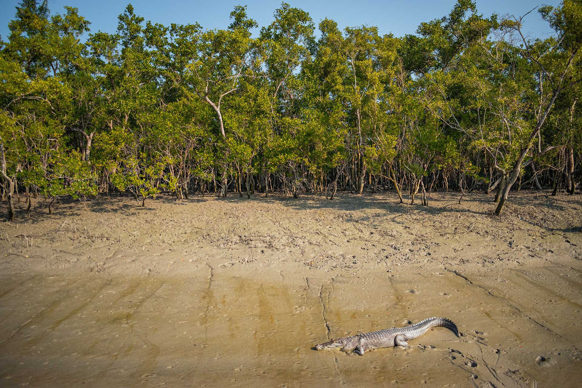 Estuarine or Saltwater Crocodile photographed in the Sunderbans