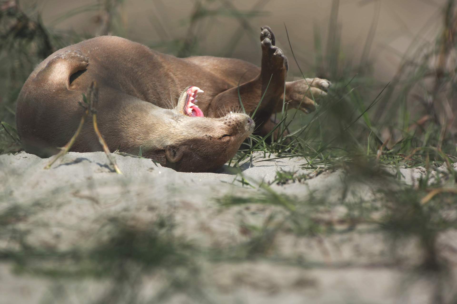 Smooth coated otter near River Ganga in Noachar West Bengal