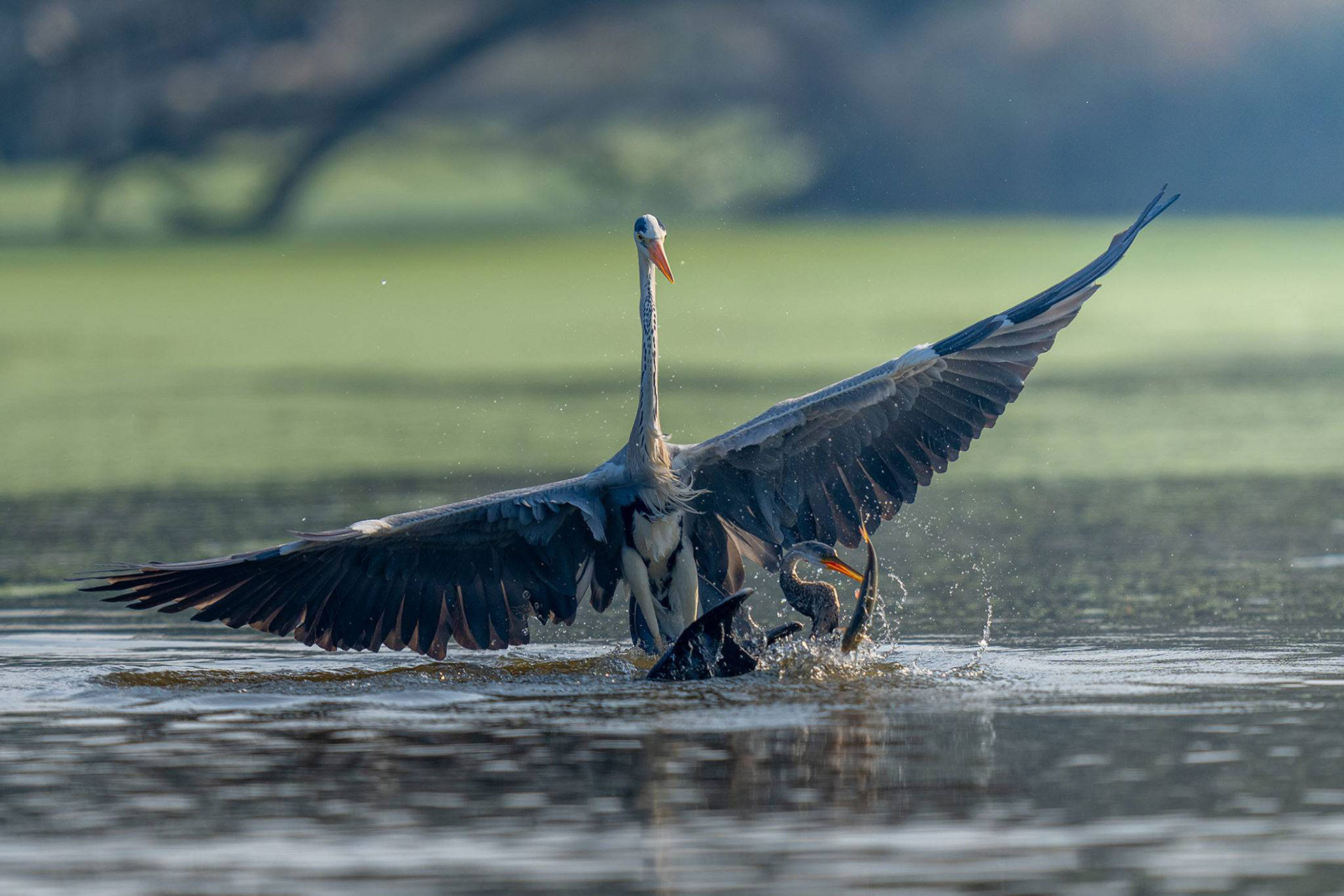 Grey Heron and Oriental Darter fighting