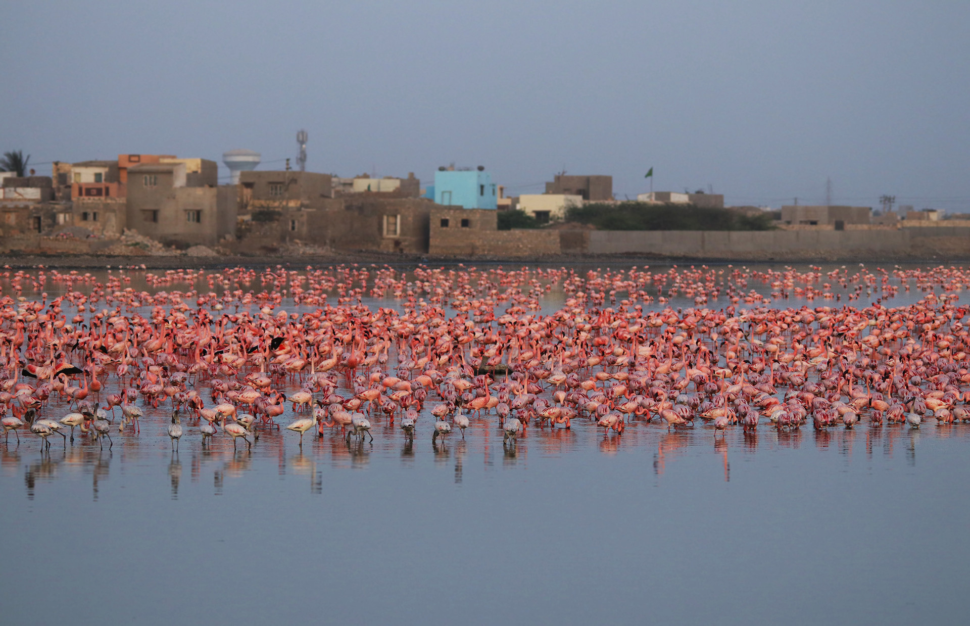 Lesser Flamingos in Chhaya Rann, Porbandar