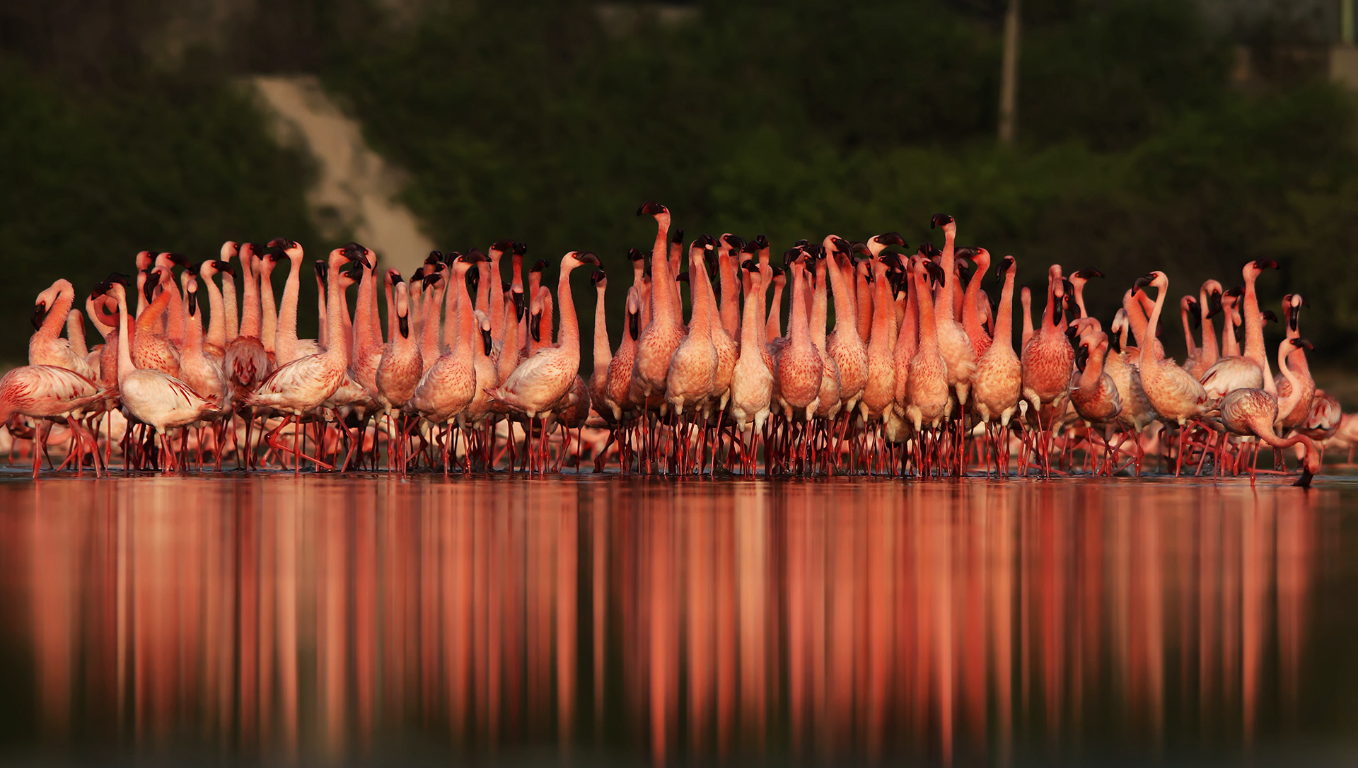 Lesser Flamingos Phoeniconaias minor