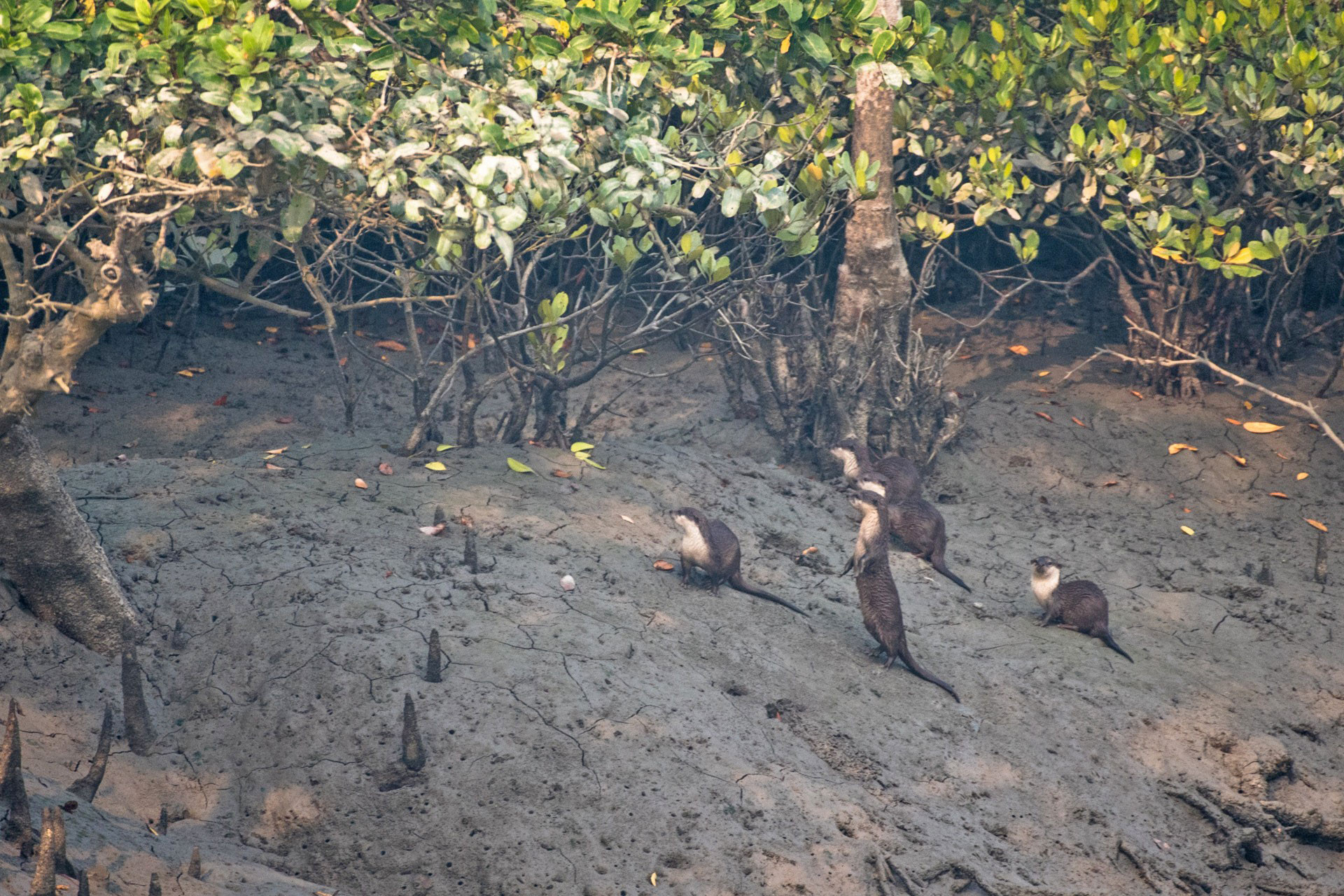 Small clawed otters in Sunderbans mangrove forests