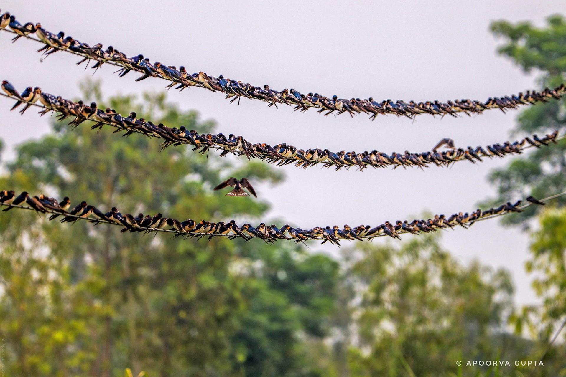 Apoorv gupta - Animal Collective | Nature inFocus
