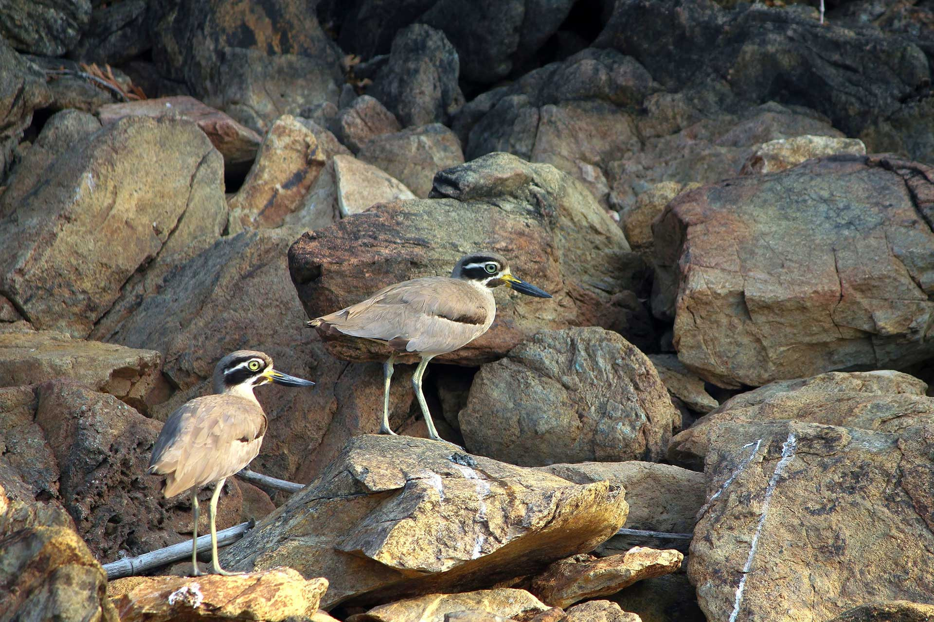 AR IMG | Nature Infocus