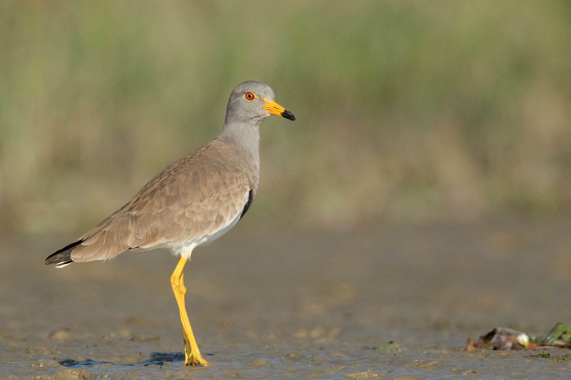 Grey-headed Lapwing in a wetland